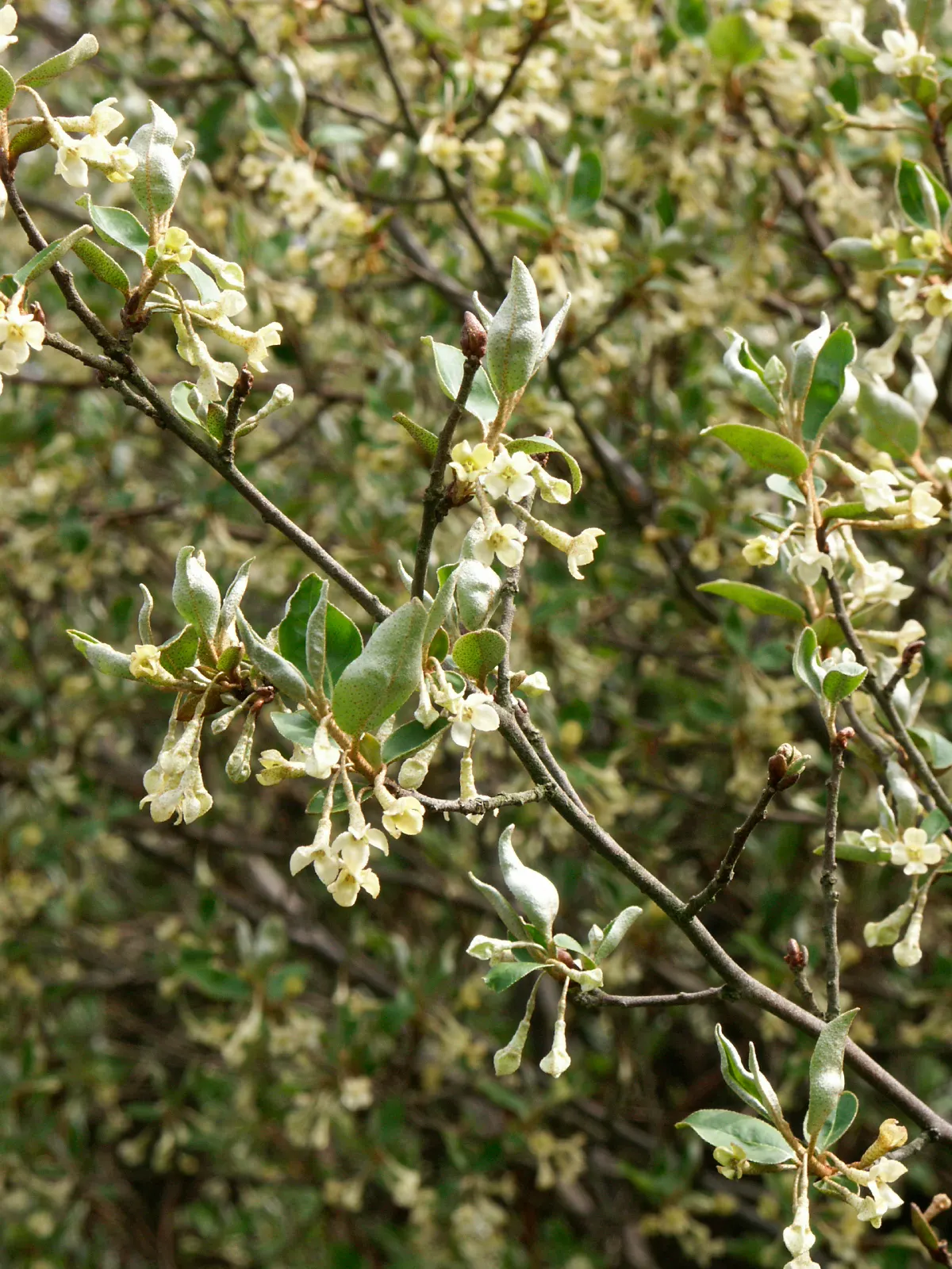 Goumi (Elaeagnus Multiflora) — deciduous shrub widely admired in landscape designs for its hardy disposition and multifunctional attributes; shrub for full or