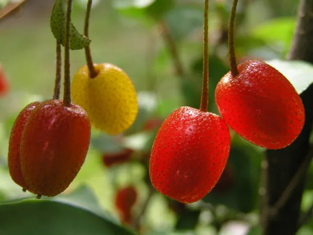 Goumi (Elaeagnus Multiflora) — Celebrated for fragrant creamy-white flowers in spring and bright red edible berries in summer; approximately 1/2 to 3/4 inch in