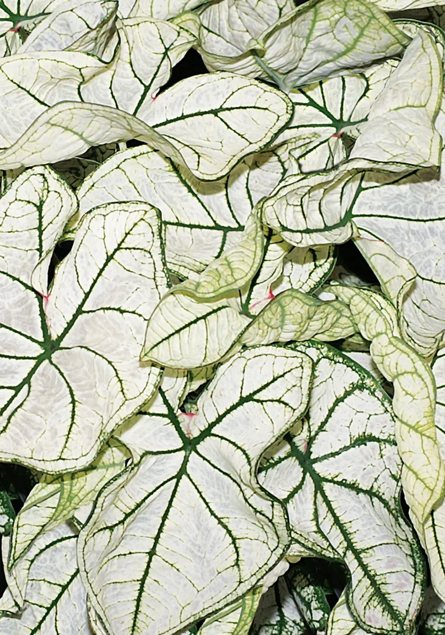 Snow Drift Shade Caladium (Caladium hortulanum) — is an upright foliage annual from Proven Winners® with bright white