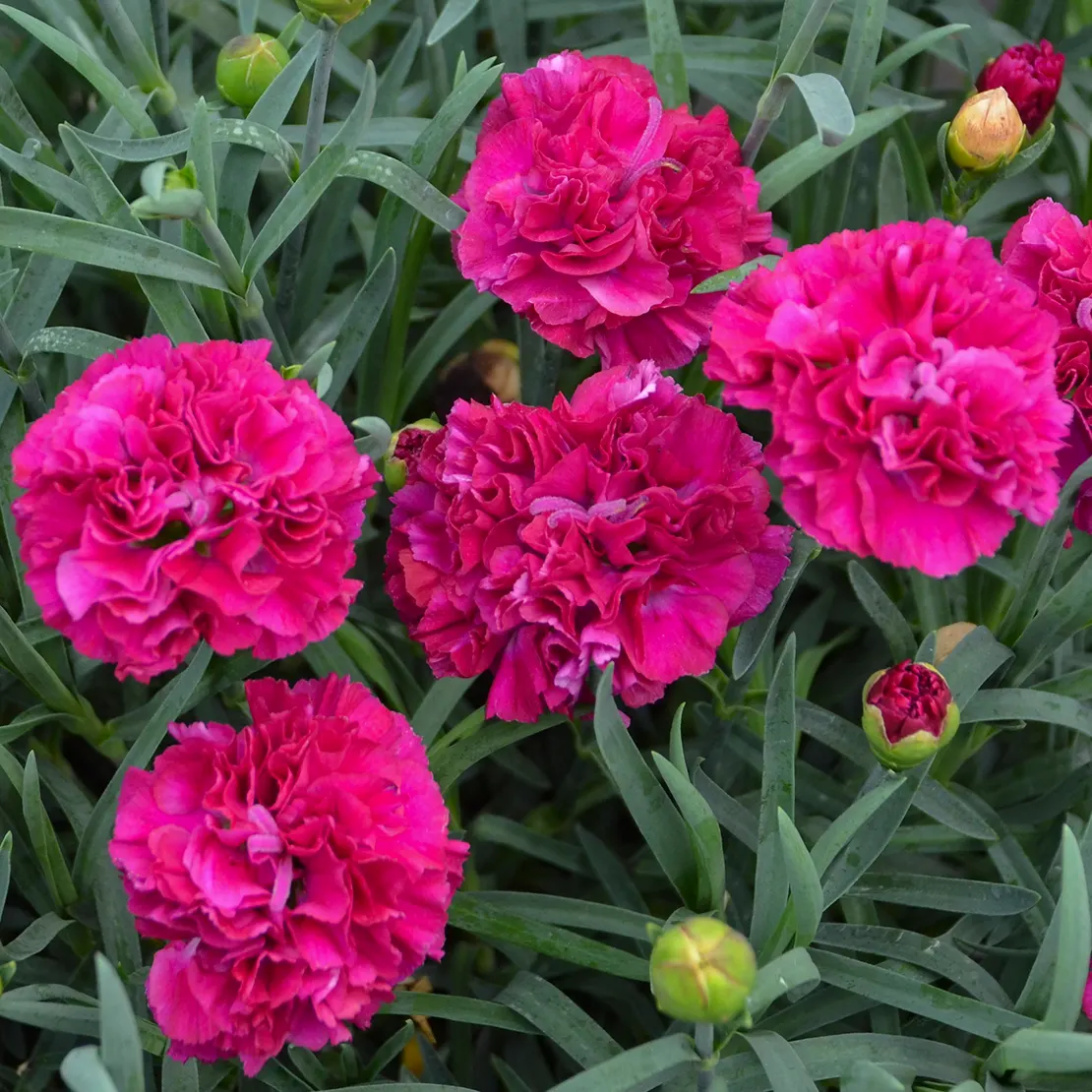 'Funky Fuchsia' Pinks (Dianthus hybrid) — The Dianthus hybrid 'Funky Fuchsia' is a compact perennial with fragrant