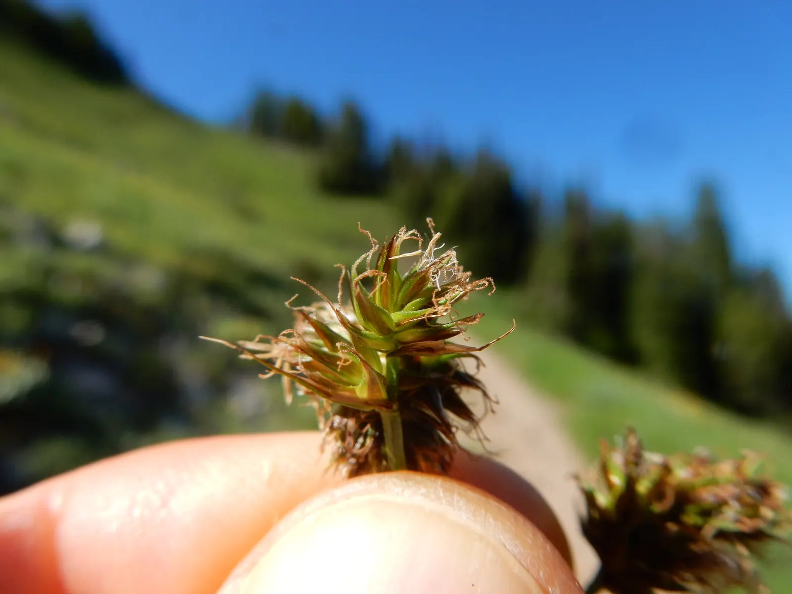 Western Meadow Sedge (Carex Praegracilis) — enhancing soil stability in your garden