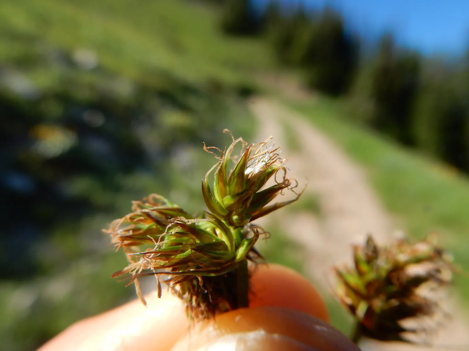 Western Meadow Sedge (Carex Praegracilis) — new foliage.<br><br>As an ecologically beneficial plant