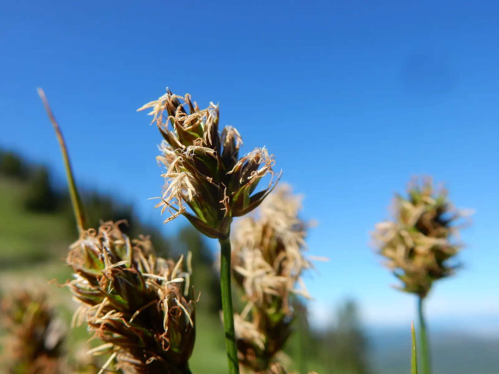 Western Meadow Sedge (Carex Praegracilis) — This sedge grows 6-12 inches tall, with a spread of 8-16 inches, featuring fine-textured, green blades
