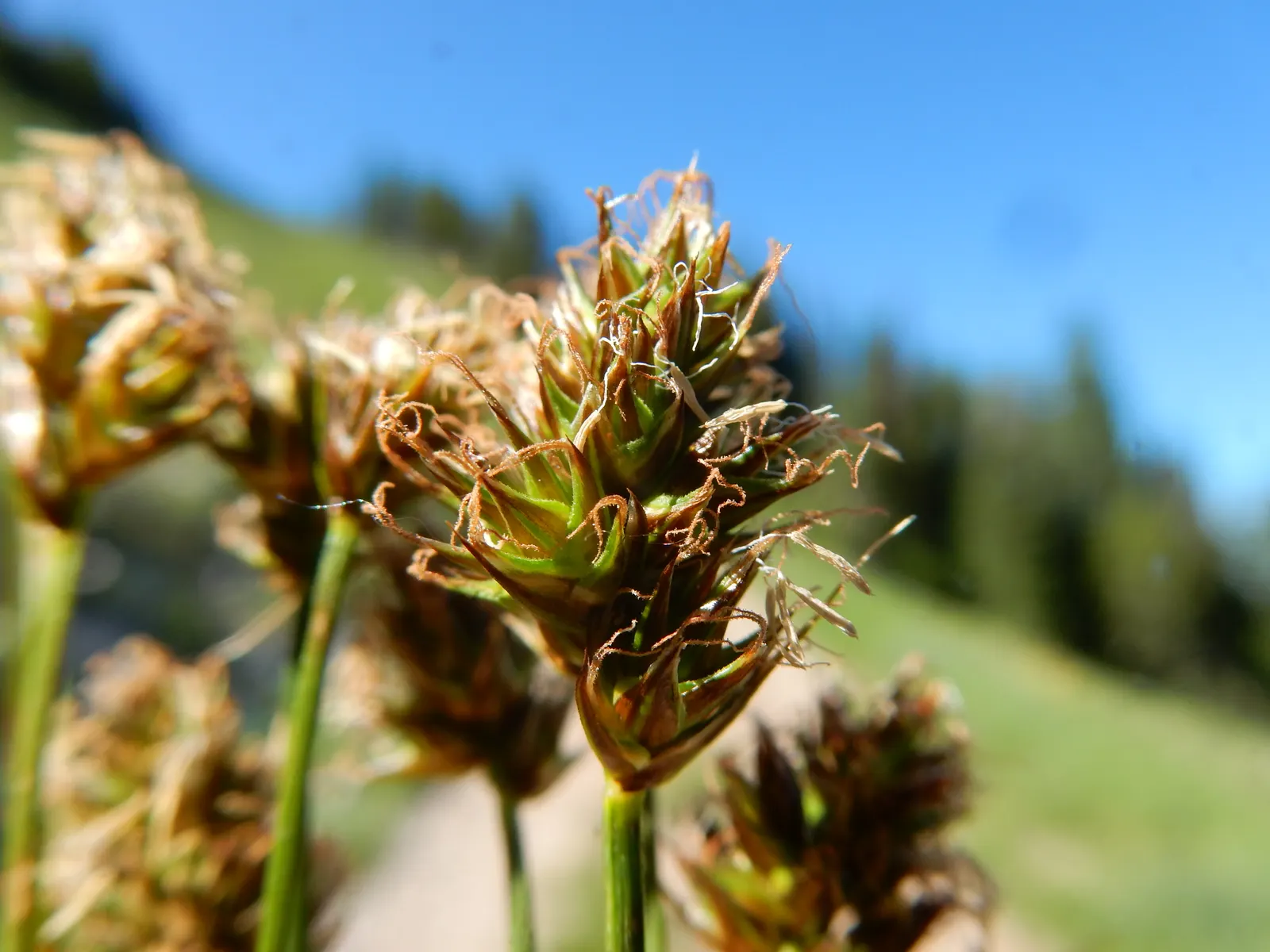 Western Meadow Sedge (Carex Praegracilis) — exhibiting a lush green hue throughout the year.<br><br>This perennial plant features a clumping growth habit