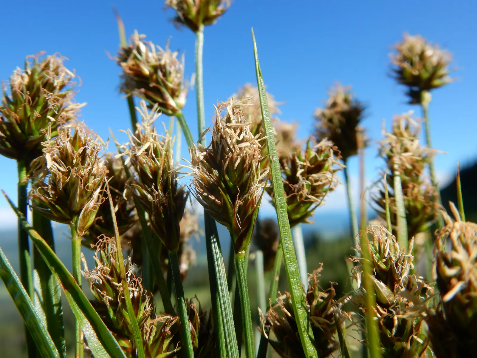 Western Meadow Sedge (Carex Praegracilis) — requiring minimal care once established