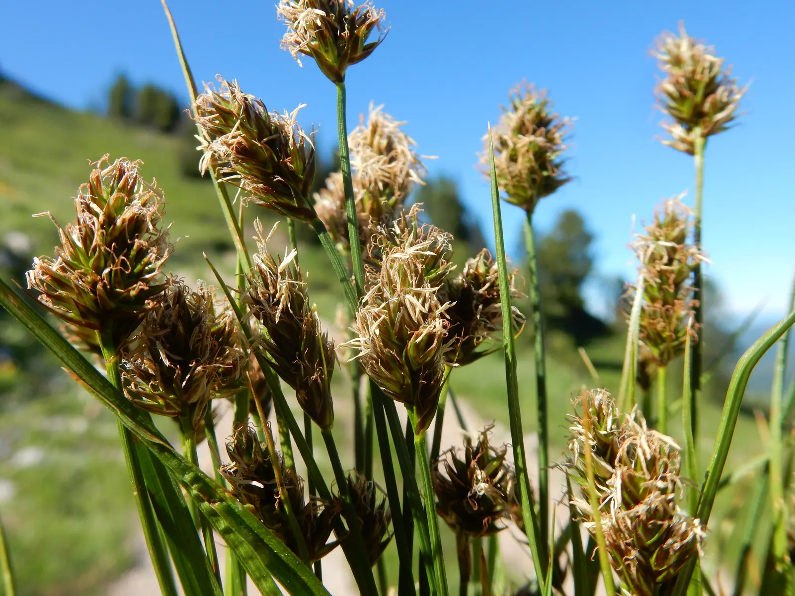 Western Meadow Sedge (Carex Praegracilis) — but if a tidier look is desired