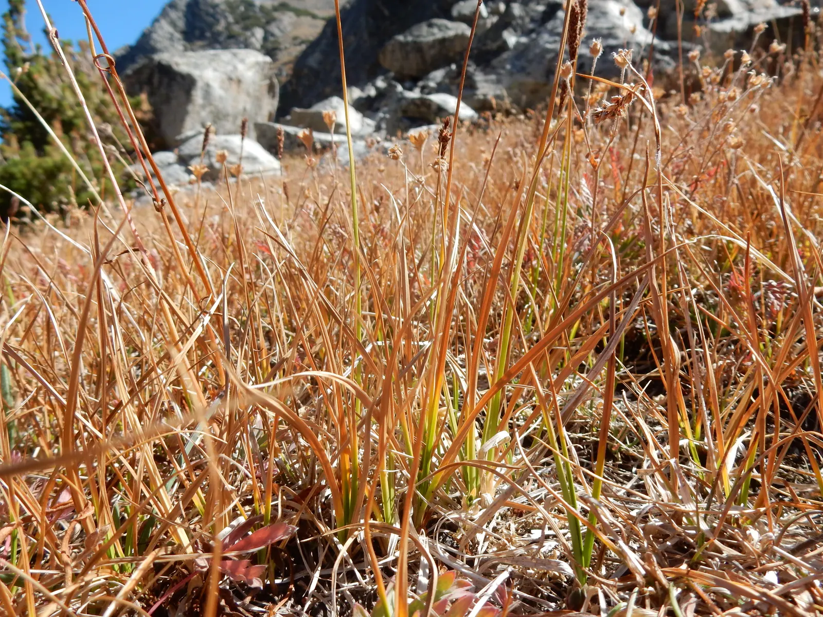 Western Meadow Sedge (Carex Praegracilis) — the Western Meadow Sedge is an appealing option