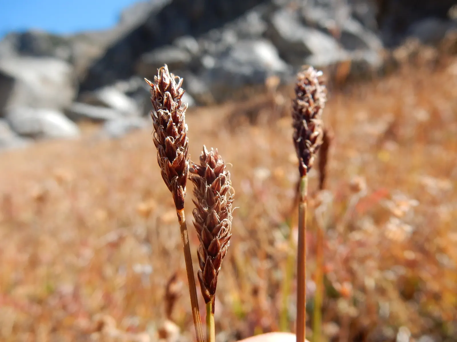 Western Meadow Sedge (Carex Praegracilis) — For clients who value sustainability