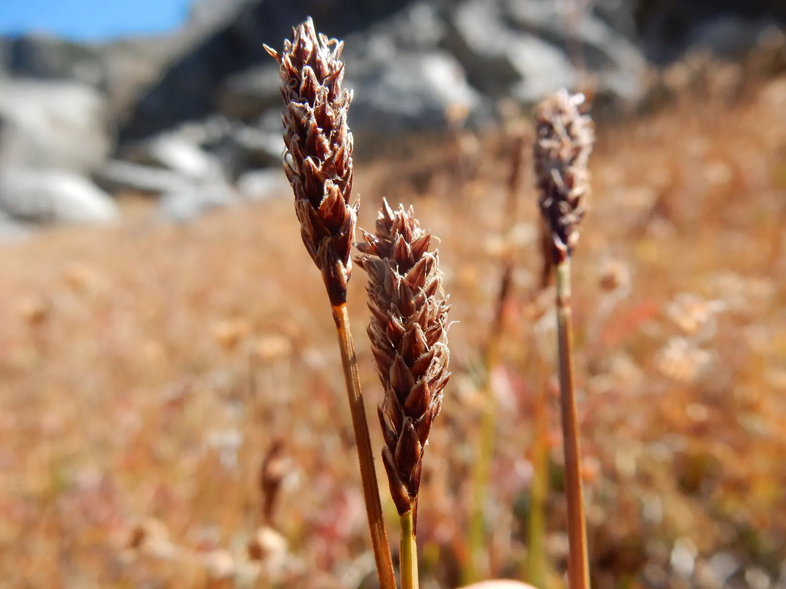 Western Meadow Sedge (Carex Praegracilis) — it provides habitat and food for local wildlife