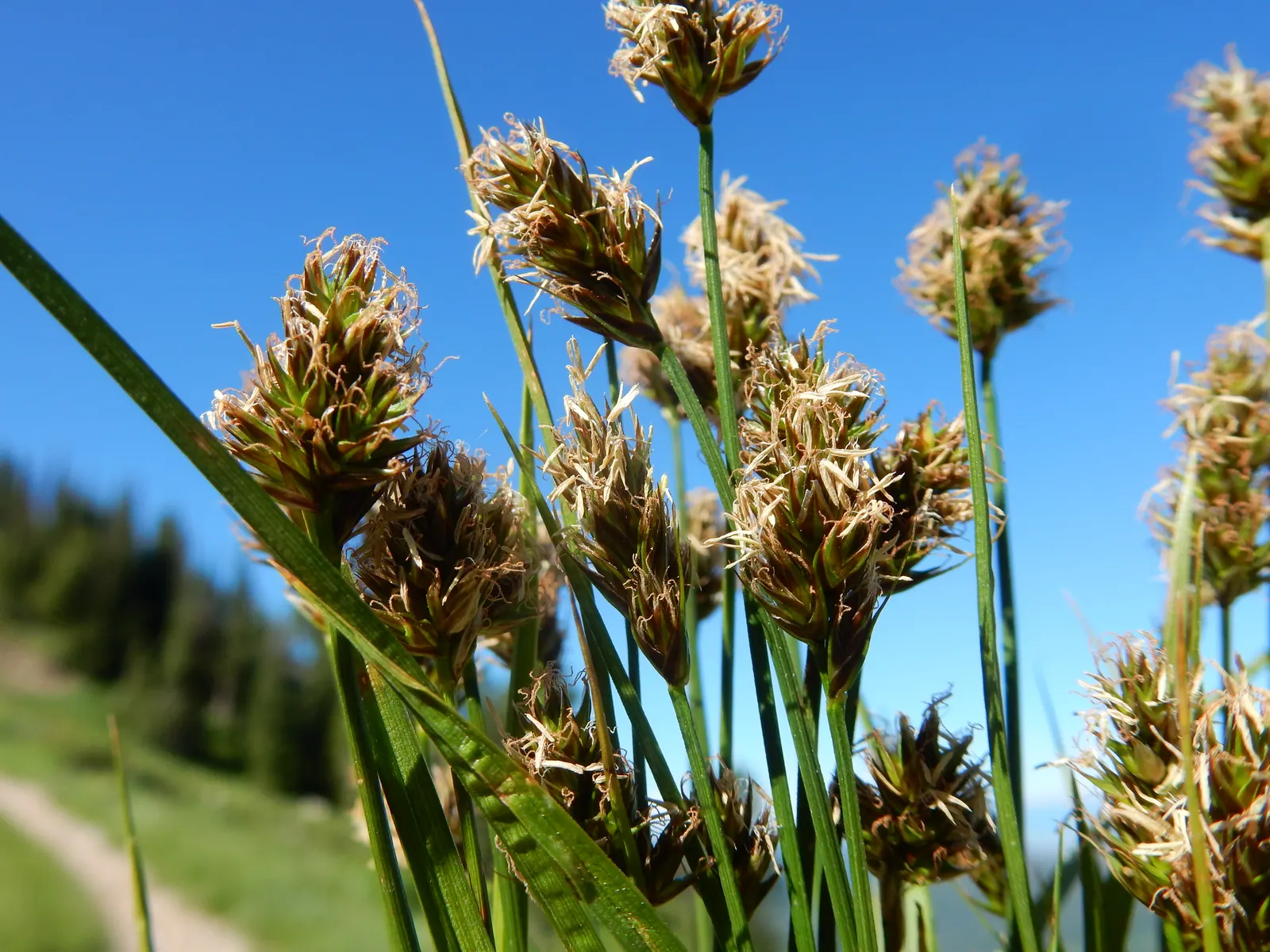 Western Meadow Sedge (Carex Praegracilis) — including caterpillars and birds