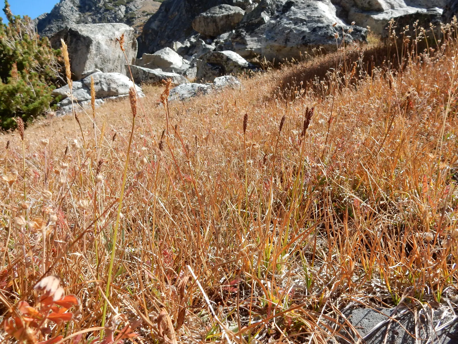 Western Meadow Sedge (Carex Praegracilis) — Its dense root system makes it an excellent candidate for erosion control