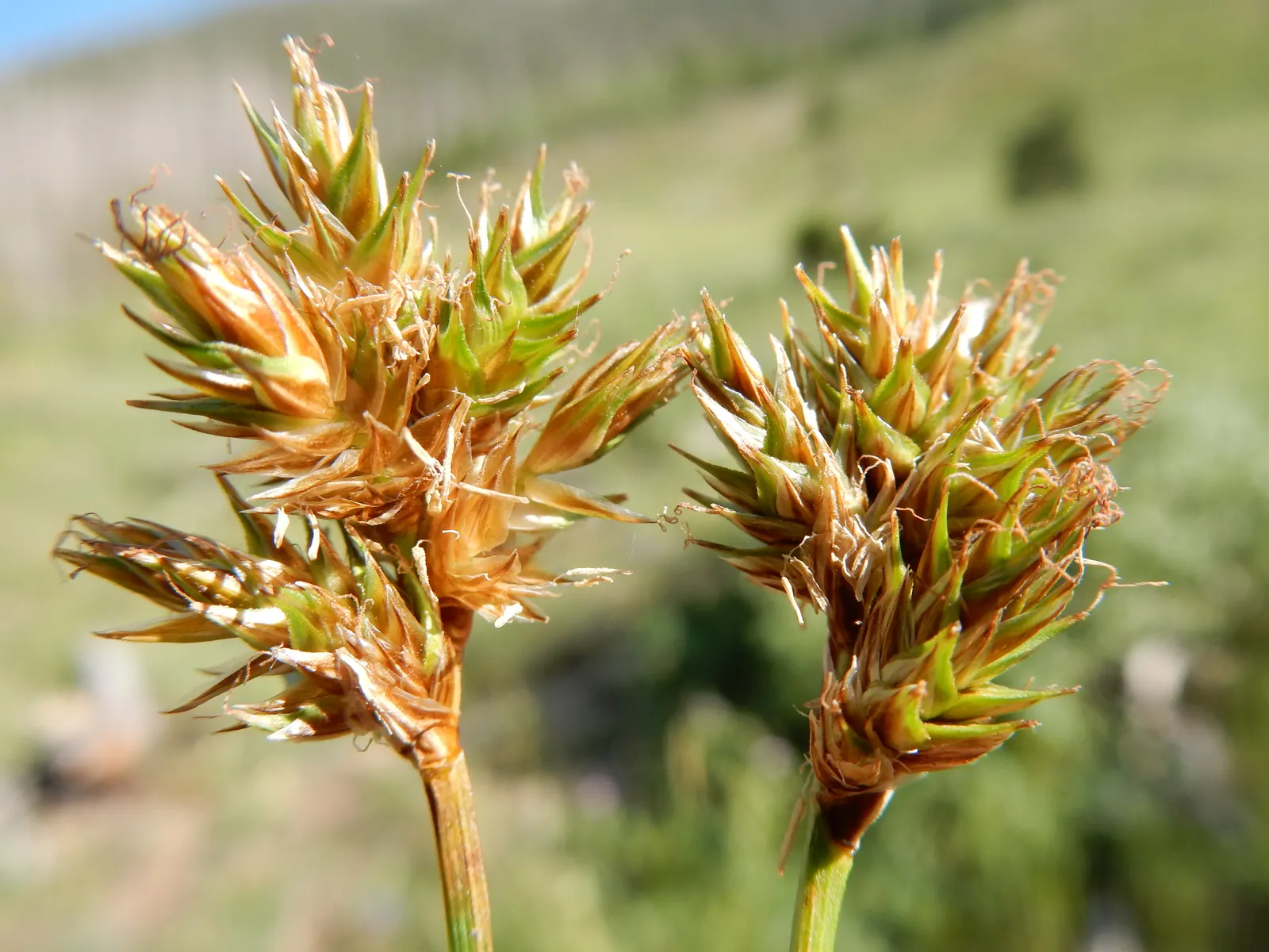 Western Meadow Sedge (Carex Praegracilis) — Ideal for meadowscaping and erosion control, it's drought-resistant once established and attracts wildlife