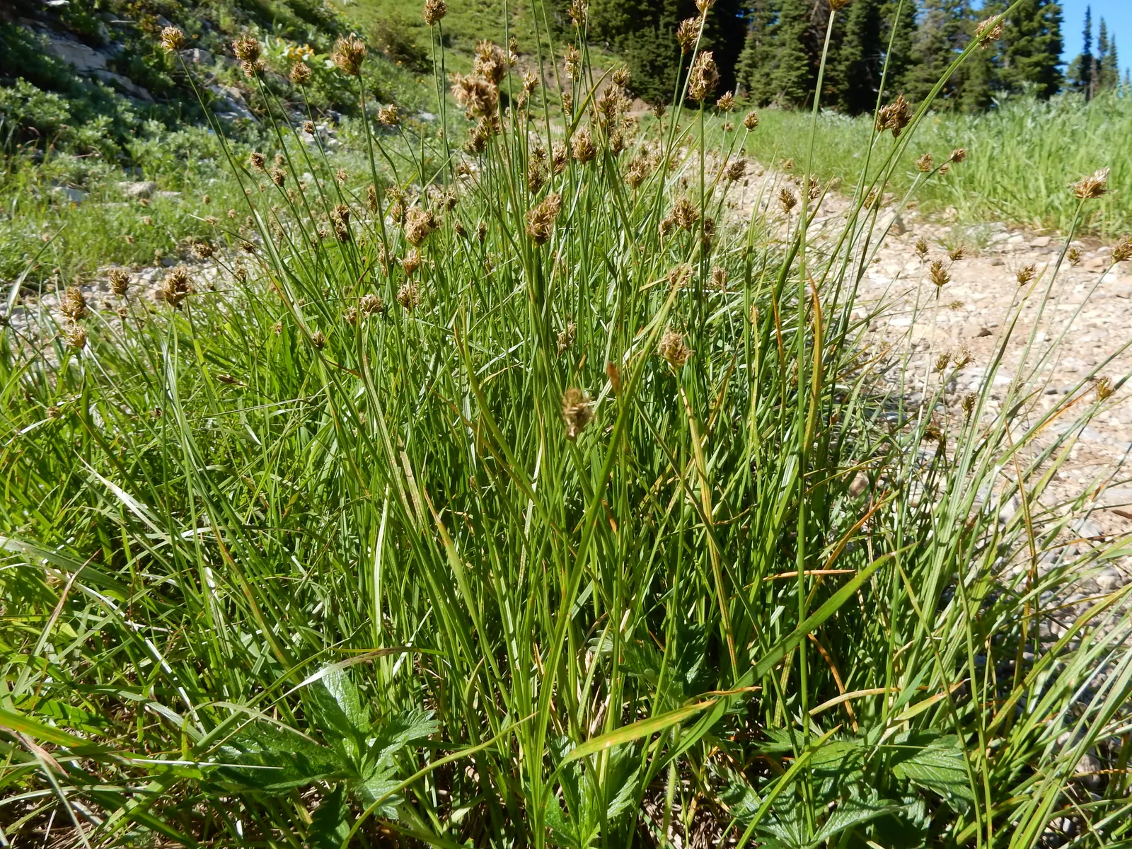 Western Meadow Sedge (Carex Praegracilis) — as it is drought-tolerant once established and requires no fertilization
