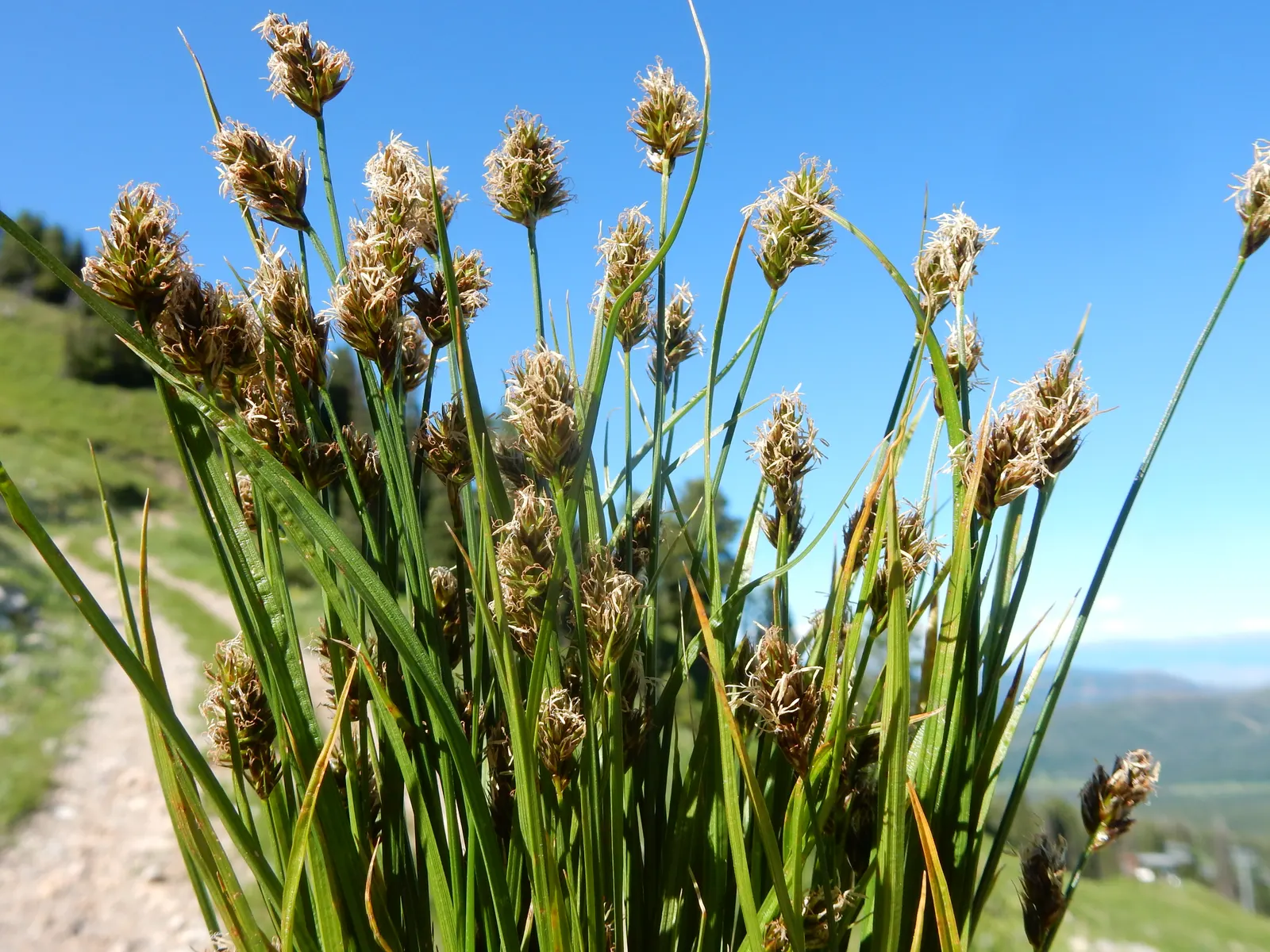 Western Meadow Sedge (Carex Praegracilis) — it can be cut back once a year in early spring to remove any old growth and encourage fresh