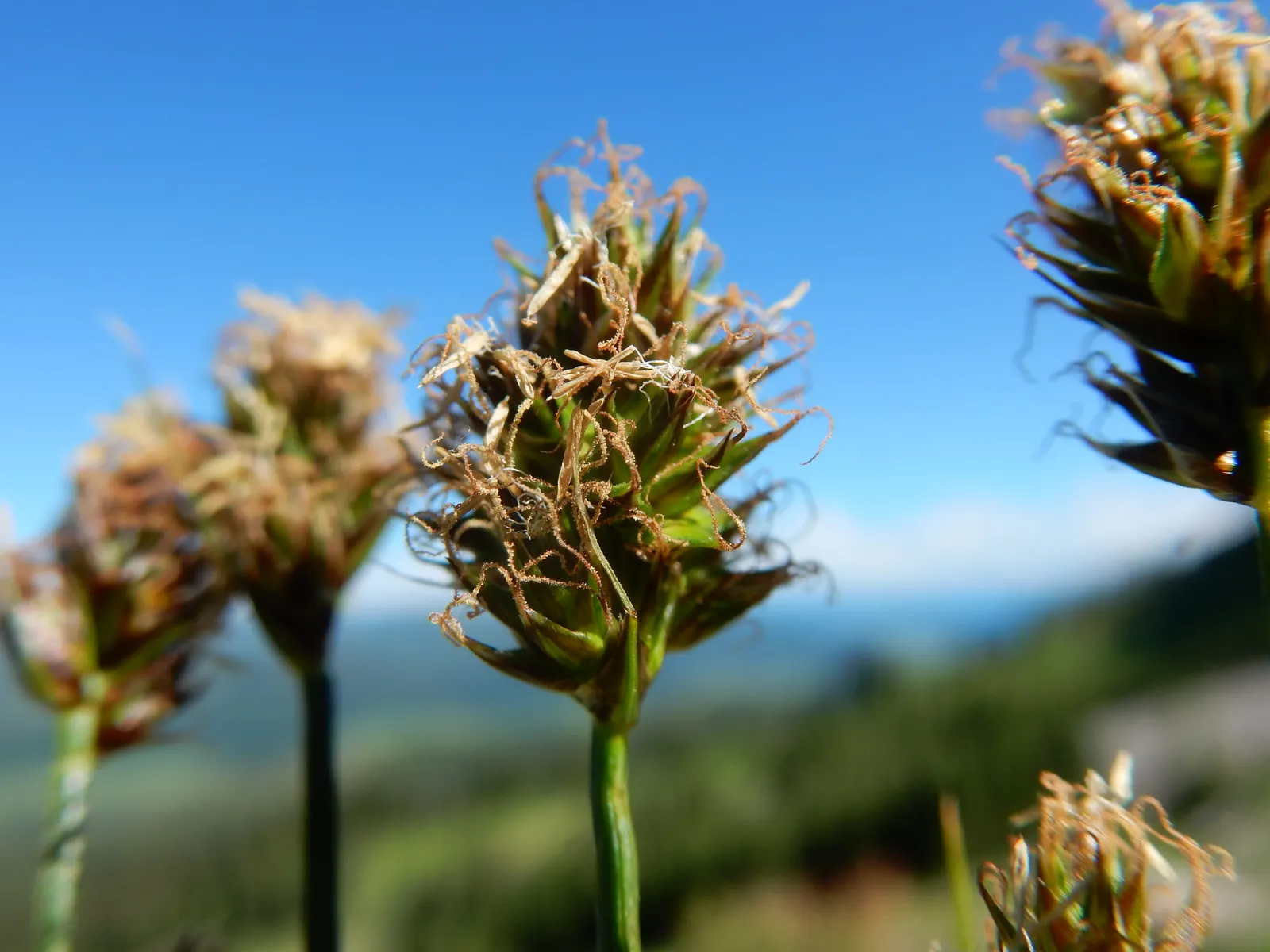 Western Meadow Sedge (Carex Praegracilis) — is a versatile and hardy ornamental grass