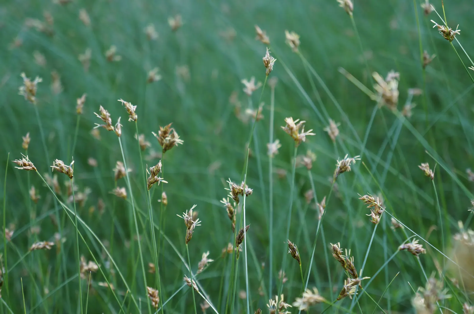 Western Meadow Sedge (Carex Praegracilis) — scientifically known as Carex praegracilis