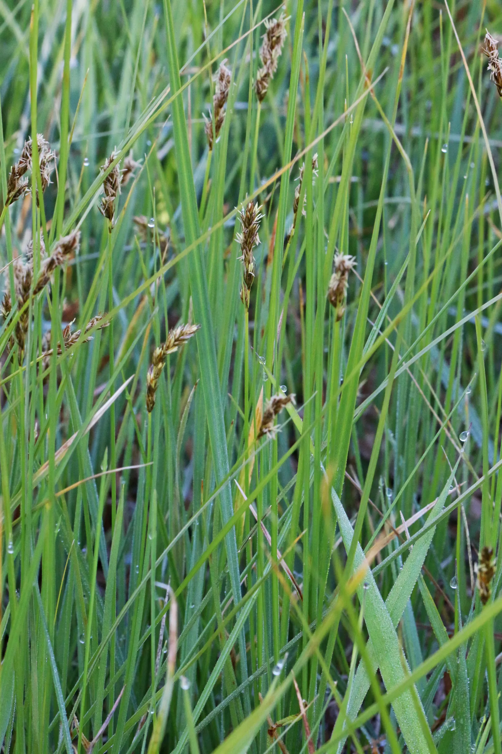 Western Meadow Sedge (Carex Praegracilis) — It does not typically require mowing