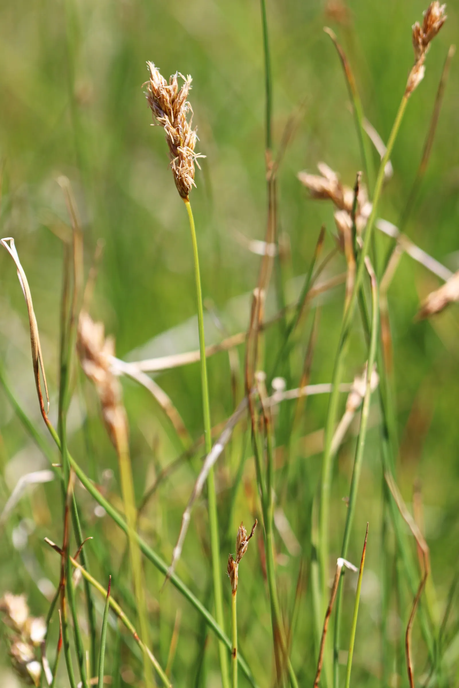 Western Meadow Sedge (Carex Praegracilis) — typically reaching heights of 6 to 12 inches