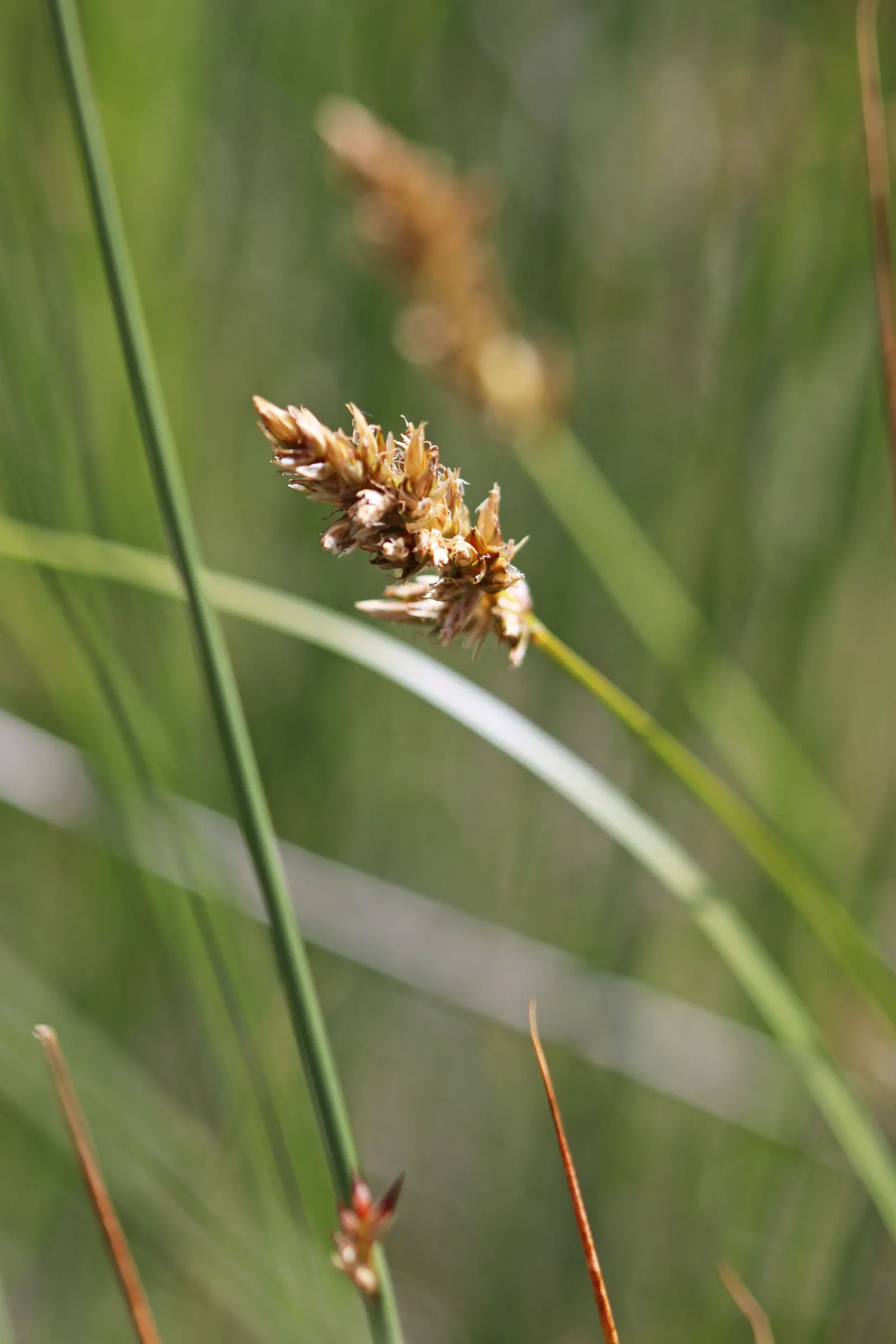Western Meadow Sedge (Carex Praegracilis) — This adaptability makes it an excellent choice for rain gardens
