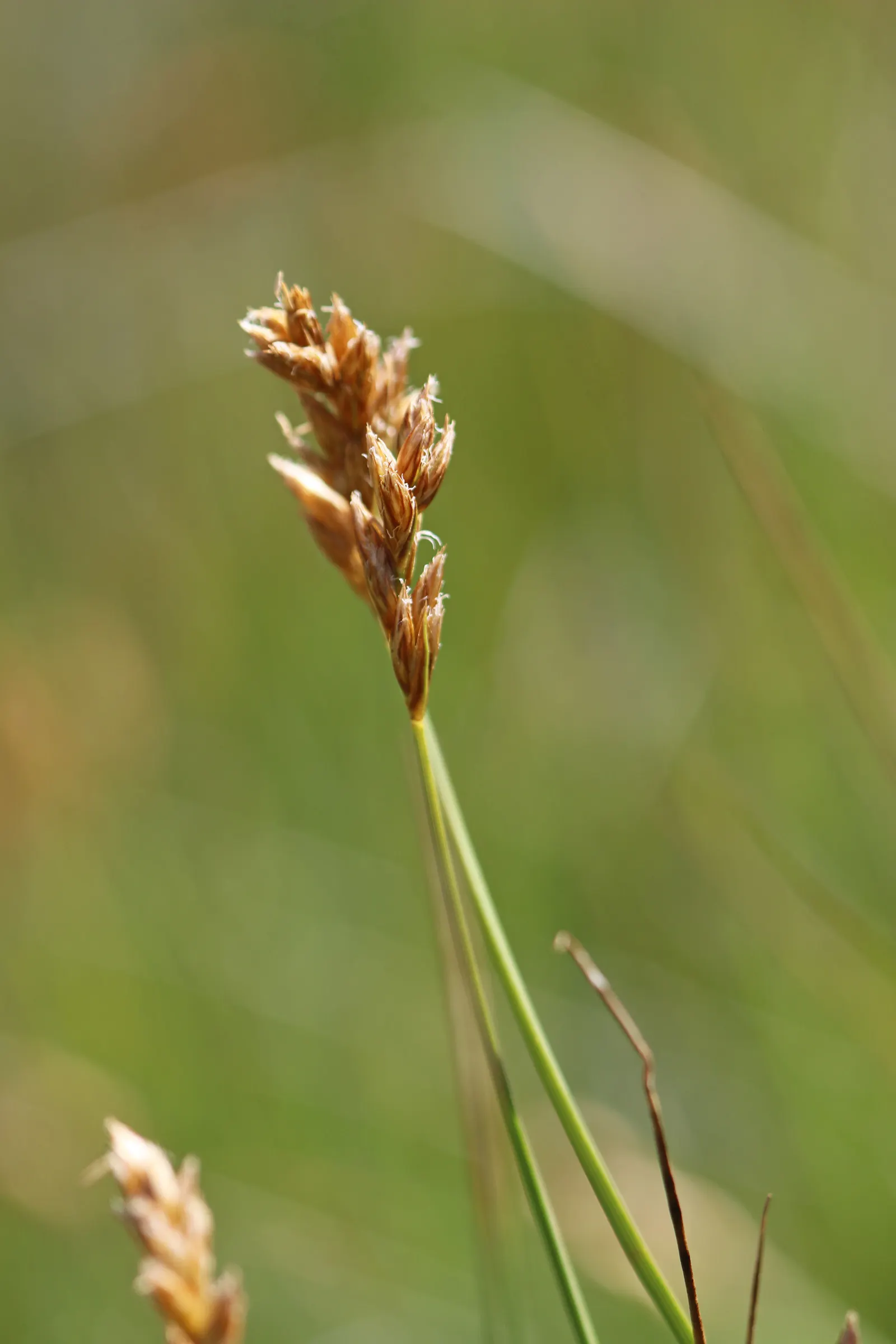 Western Meadow Sedge (Carex Praegracilis) — Adaptable and low-maintenance, it thrives in full sun to light shade and tolerates various soil types