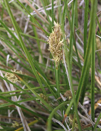 Western Meadow Sedge (Carex Praegracilis) — Western Meadow Sedge, or Carex praegracilis, is a versatile, clumping perennial grass