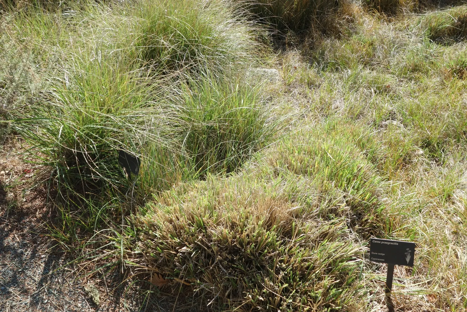 Western Meadow Sedge (Carex Praegracilis) — with a comparable spread of 12 to 18 inches