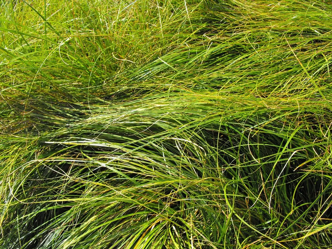 Western Meadow Sedge (Carex Praegracilis) — ranging from well-drained to consistently moist