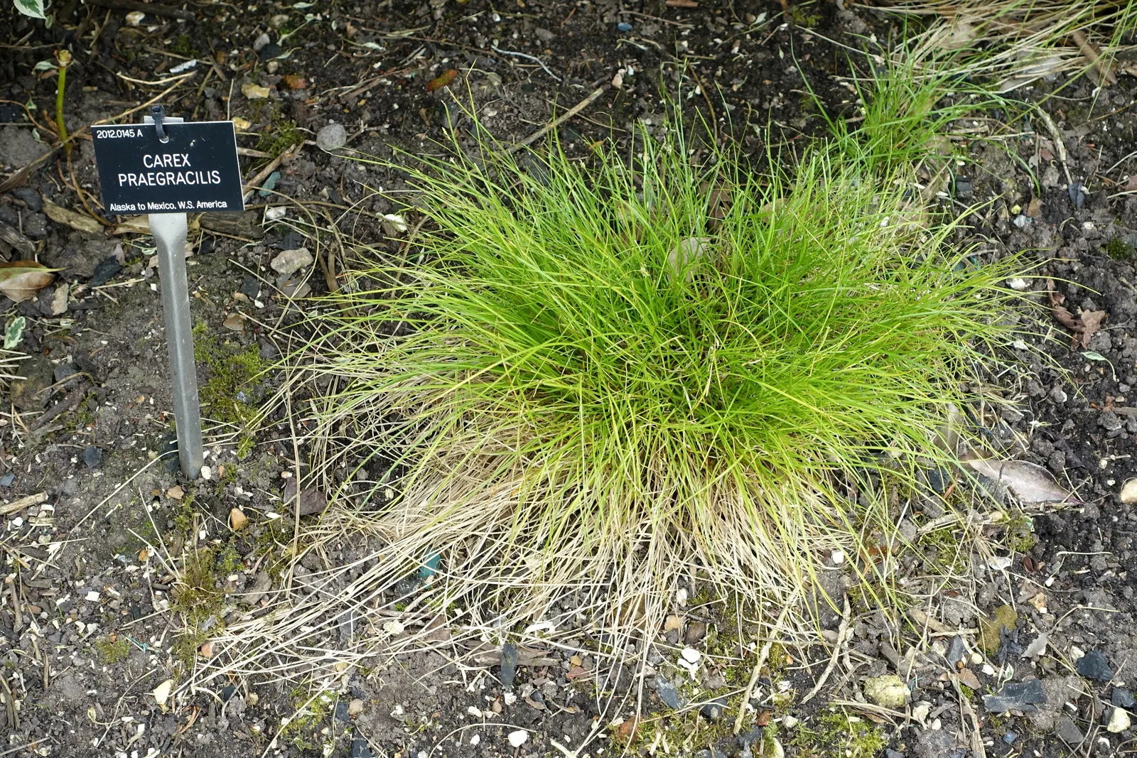 Western Meadow Sedge (Carex Praegracilis) — this evergreen sedge thrives in USDA zones 4 through 9