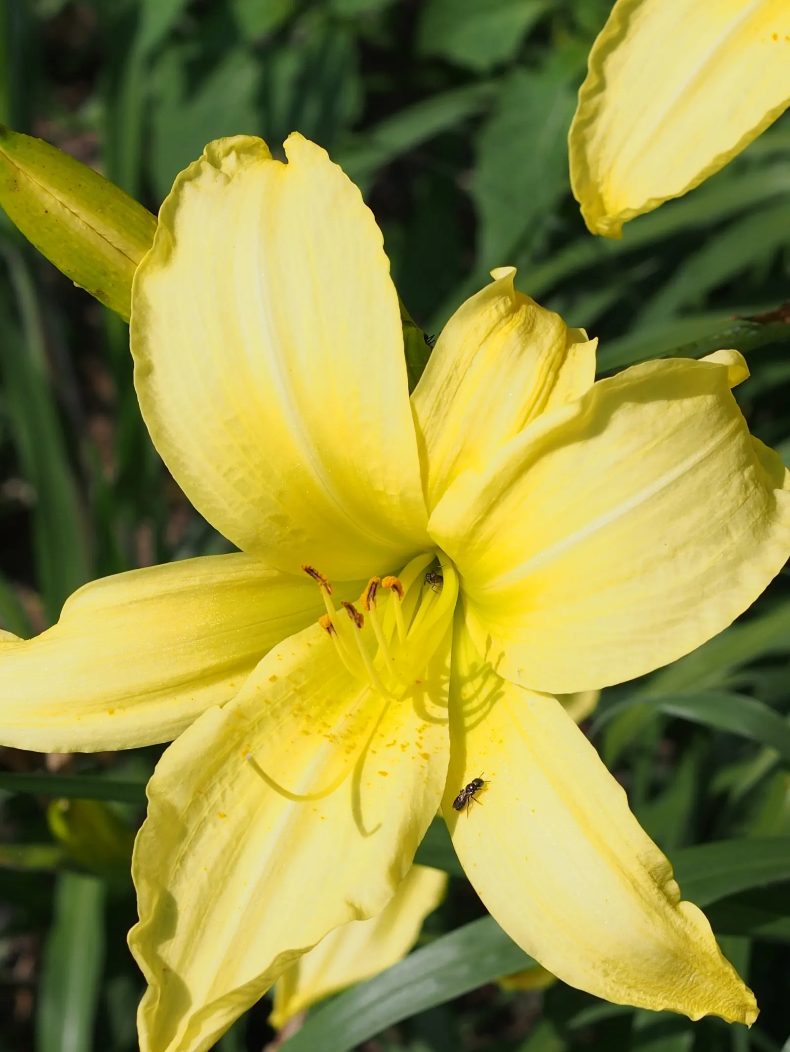Hyperion Daylily (Hemerocallis 'Hyperion') — It stands tall at about 40 inches, with a spread of 18 to 24 inches