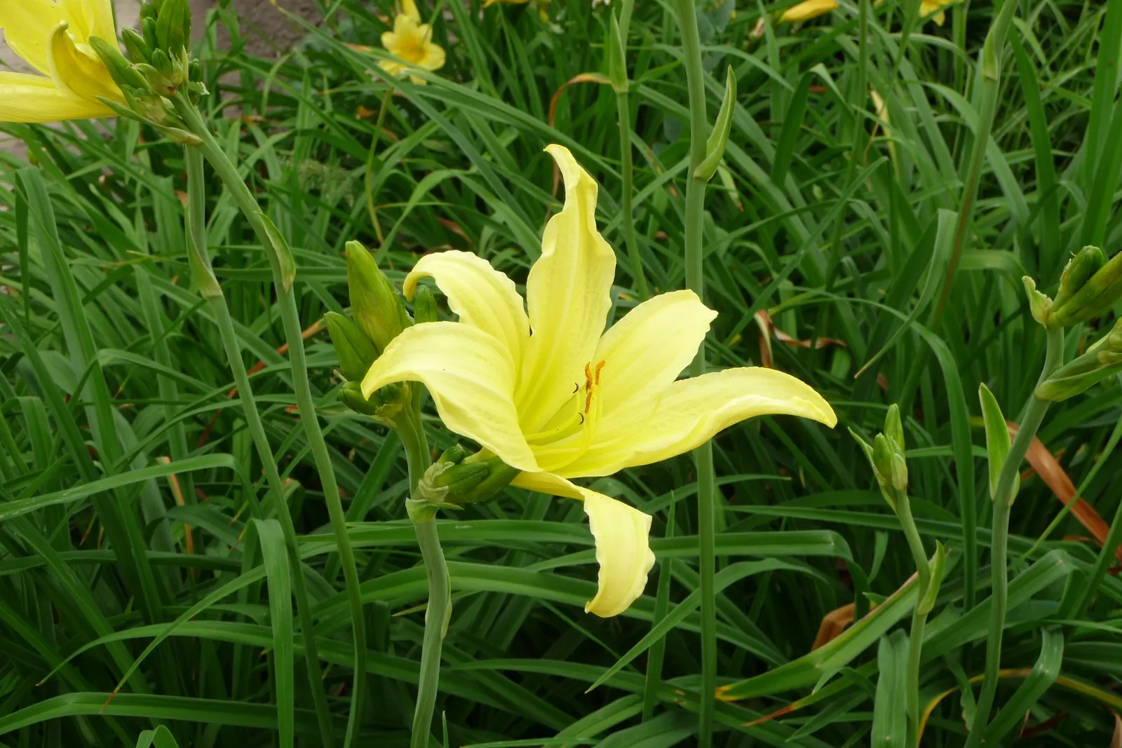 Hyperion Daylily (Hemerocallis 'Hyperion') — is a perennial favorite with fragrant