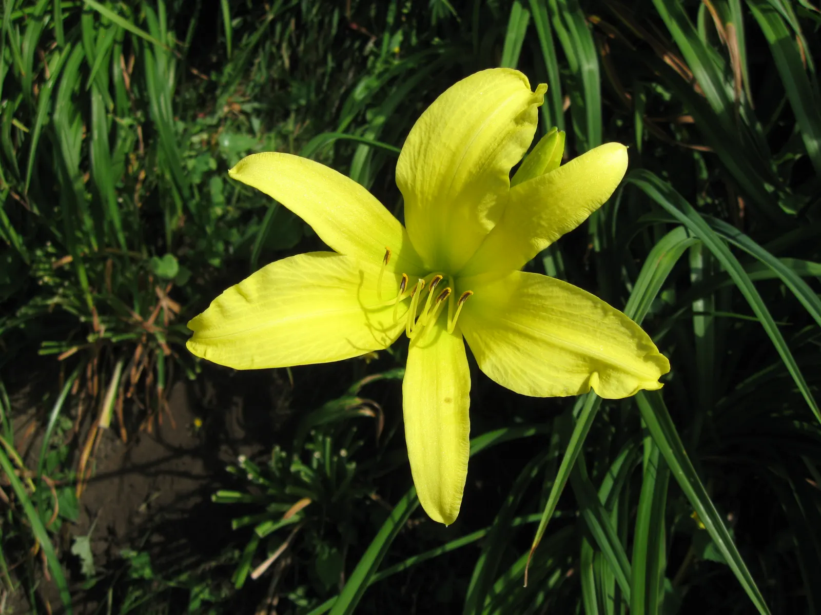 Hyperion Daylily (Hemerocallis 'Hyperion') — It thrives in full sun to partial shade and blooms midsummer