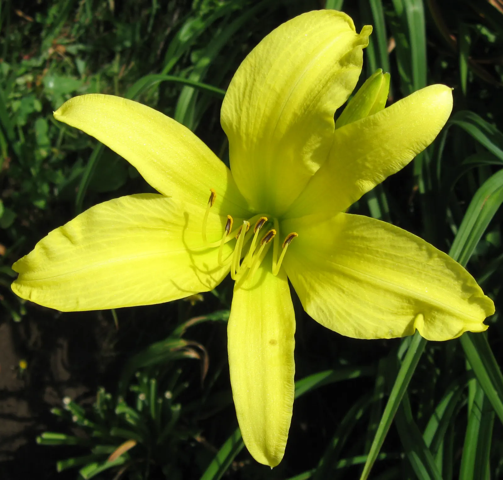 Hyperion Daylily (Hemerocallis 'Hyperion') — it's adaptable to various soil types