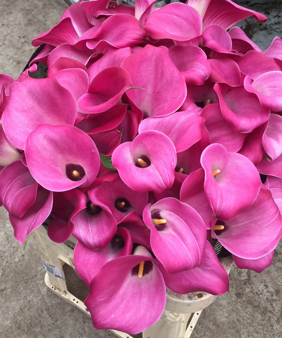 First Love Calla Lily (Zantedeschia) — The Zantedeschia 'First Love'