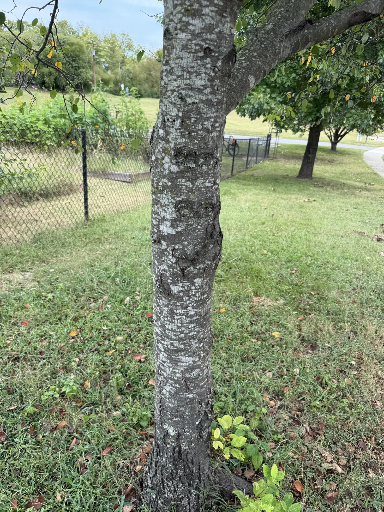 Serviceberry (Amelanchier Ssp.) — contributing significant visual interest.<br><br>For optimal growth; followed by edible dark purple berries that attract birds
