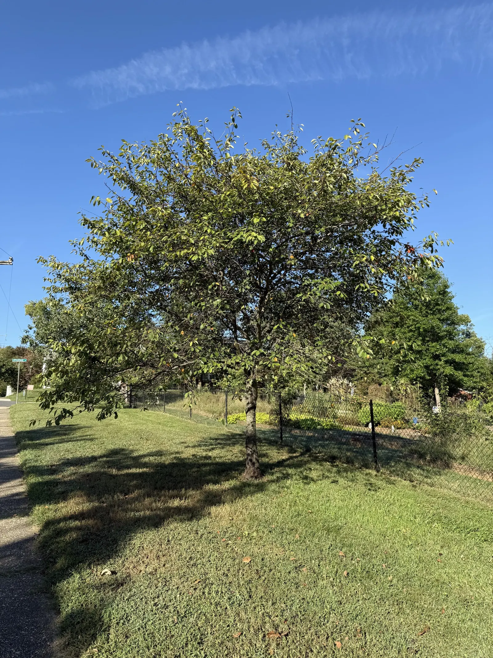 Serviceberry (Amelanchier Ssp.) — shrub / tree with white blooms; serviceberries provide a layered look as understory plants or as focal points in small garden