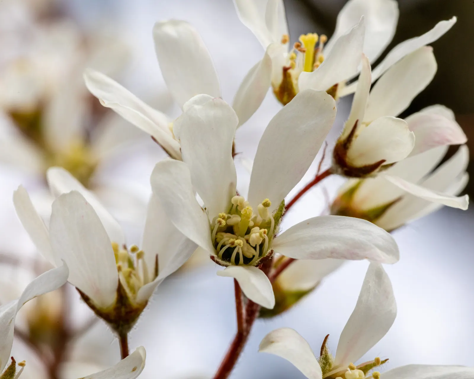 Serviceberry (Amelanchier Ssp.) — shortly followed by edible purplish-black berries in early summer; gray bark and stunning fall foliage in shades of yellow