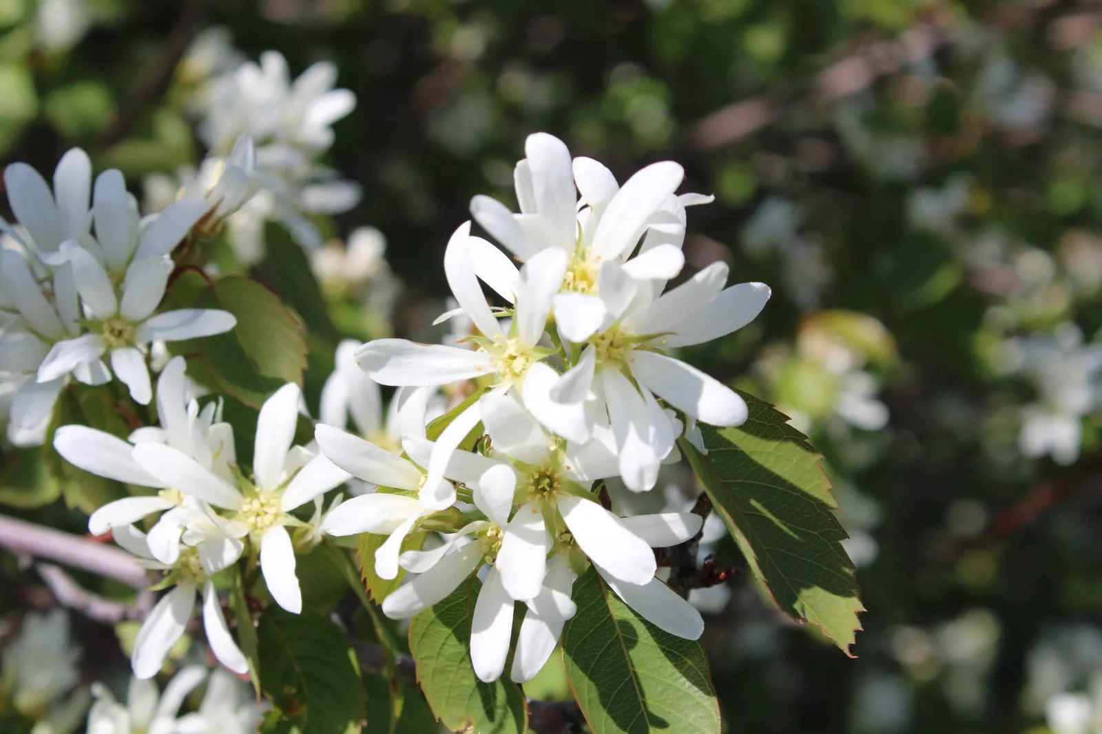 Serviceberry (Amelanchier Ssp.) — that are both wildlife-friendly and fit for human consumption; though they prefer slightly acidic