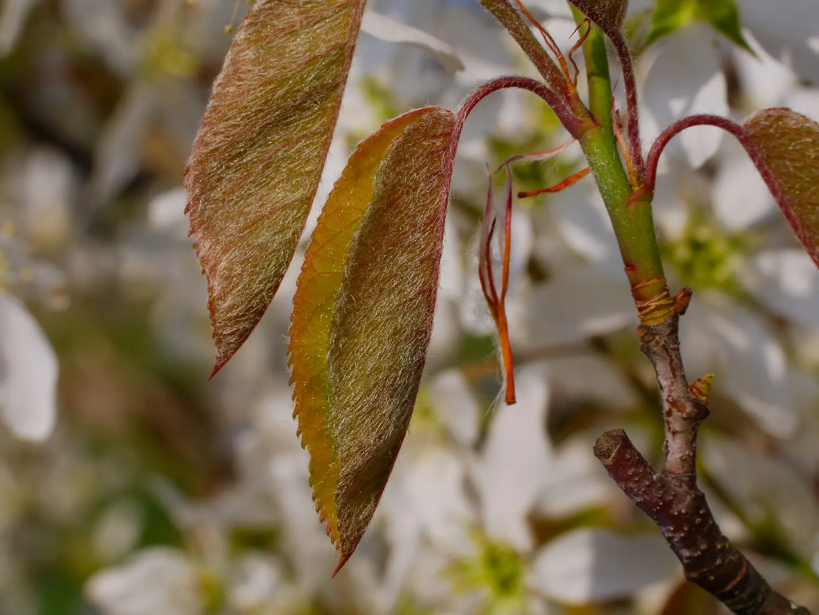 Serviceberry (Amelanchier Ssp.) — that are both wildlife-friendly and fit for human consumption
