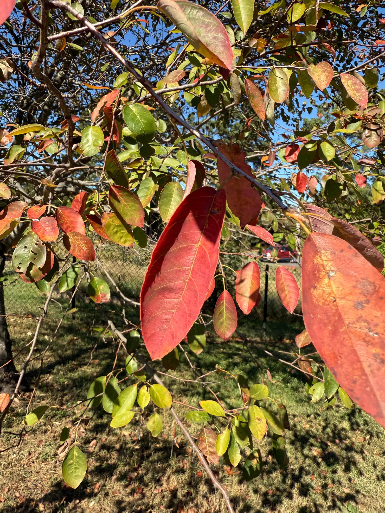 Serviceberry (Amelanchier Ssp.) — ensuring proper establishment
