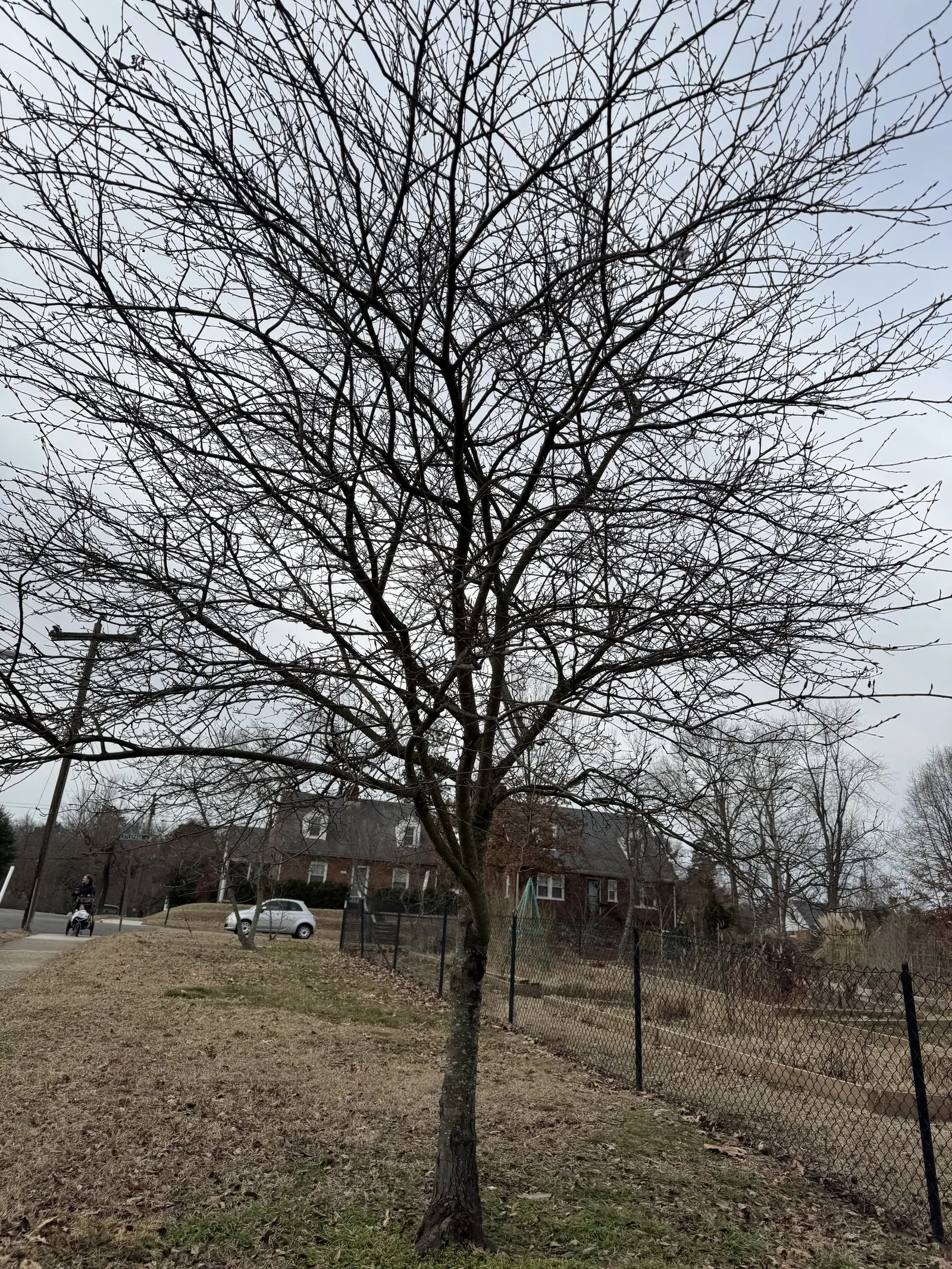 Serviceberry (Amelanchier Ssp.) — gray bark and stunning fall foliage in shades of yellow