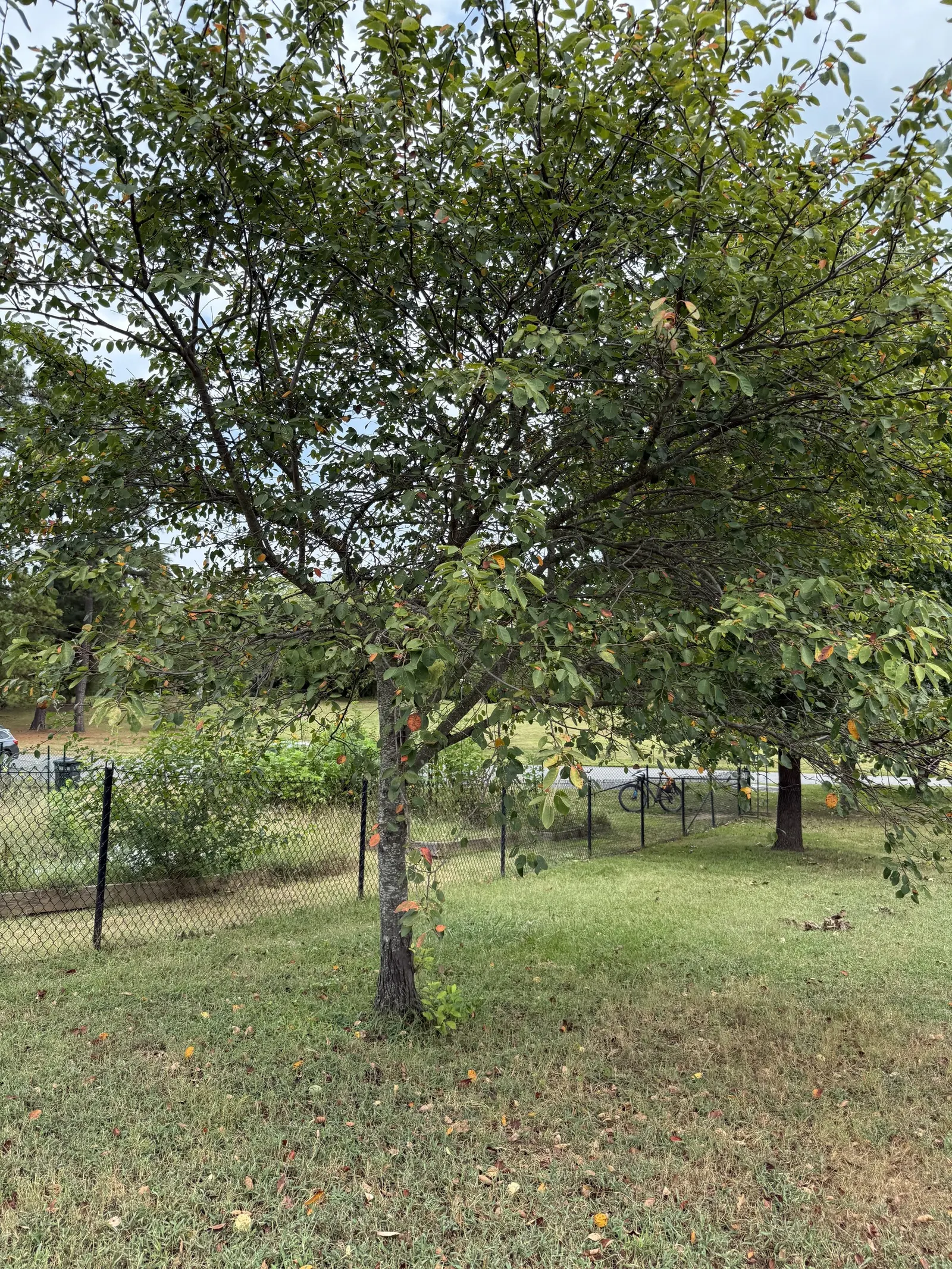Serviceberry (Amelanchier Ssp.) — offers a multi-season display that can be a crowning jewel in a diverse landscape design; shrub / tree for full, image 53