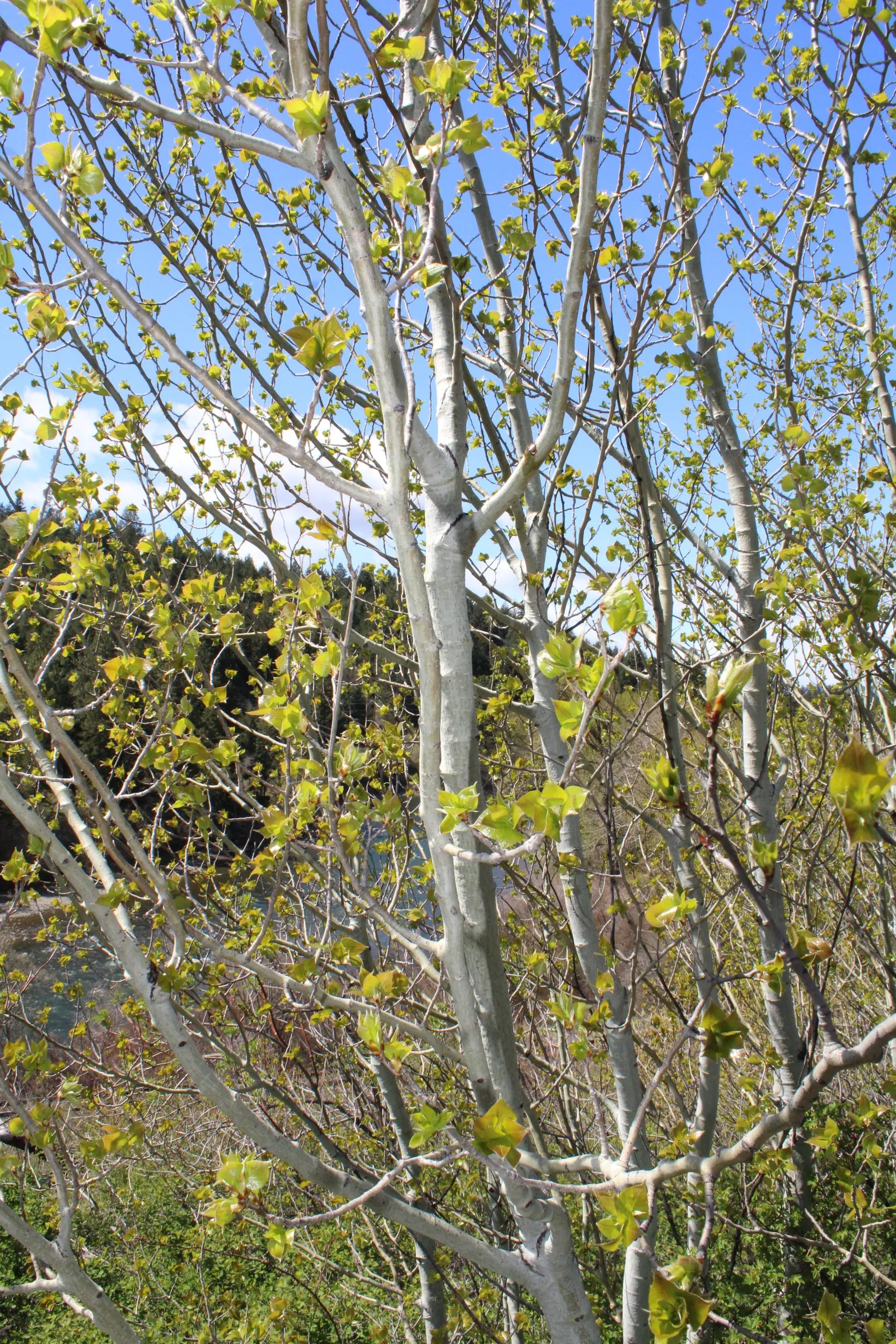 Serviceberry (Amelanchier Ssp.) — Hardy in USDA zones 2 through 9
