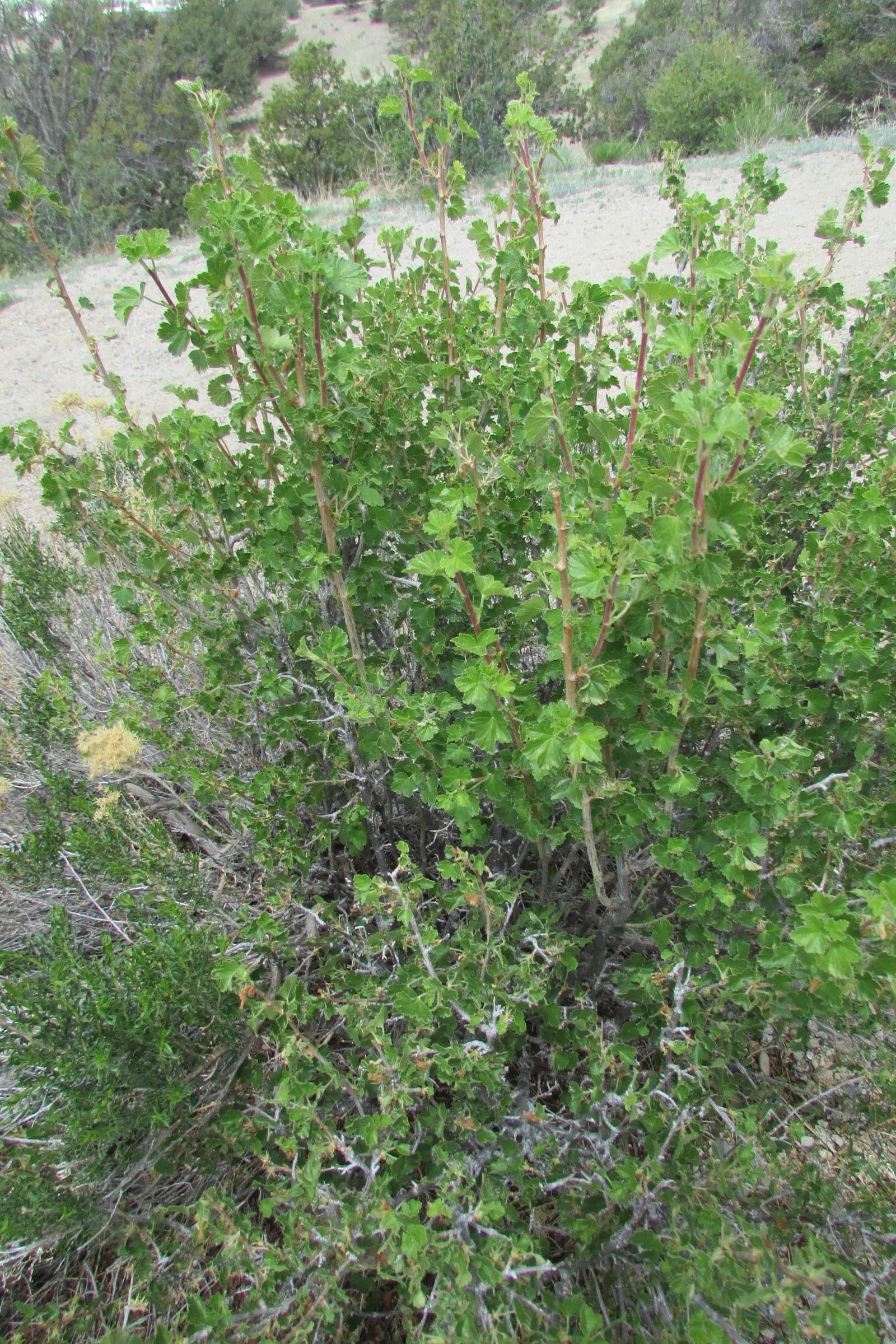 Serviceberry (Amelanchier Ssp.) — Hardy and low-maintenance, it serves as an excellent multi-season ornamental; serviceberries flourish in full sun to partial