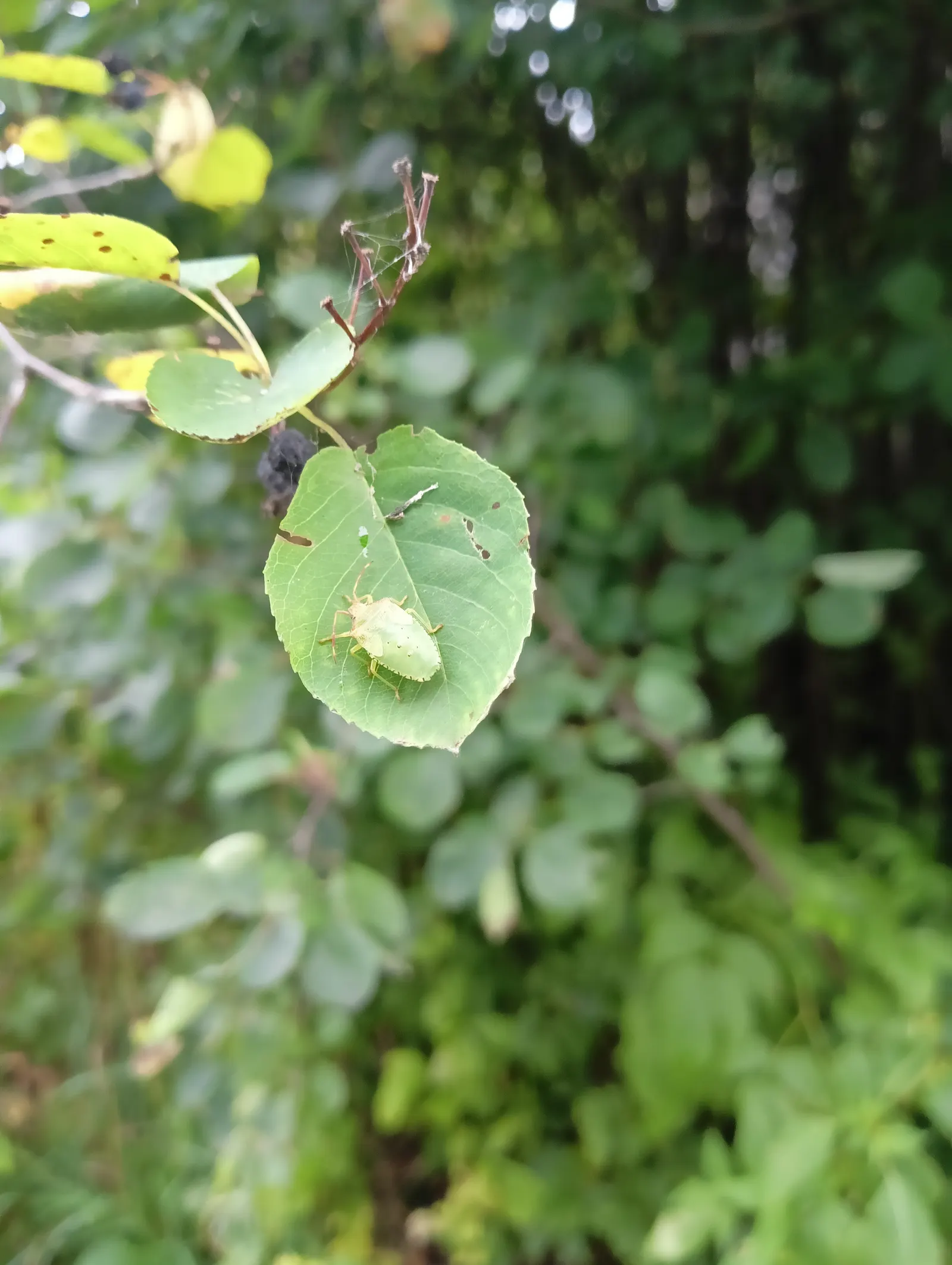 Serviceberry (Amelanchier Ssp.) — Preferring full sun to partial shade, Serviceberry adapts well to a range of soil types