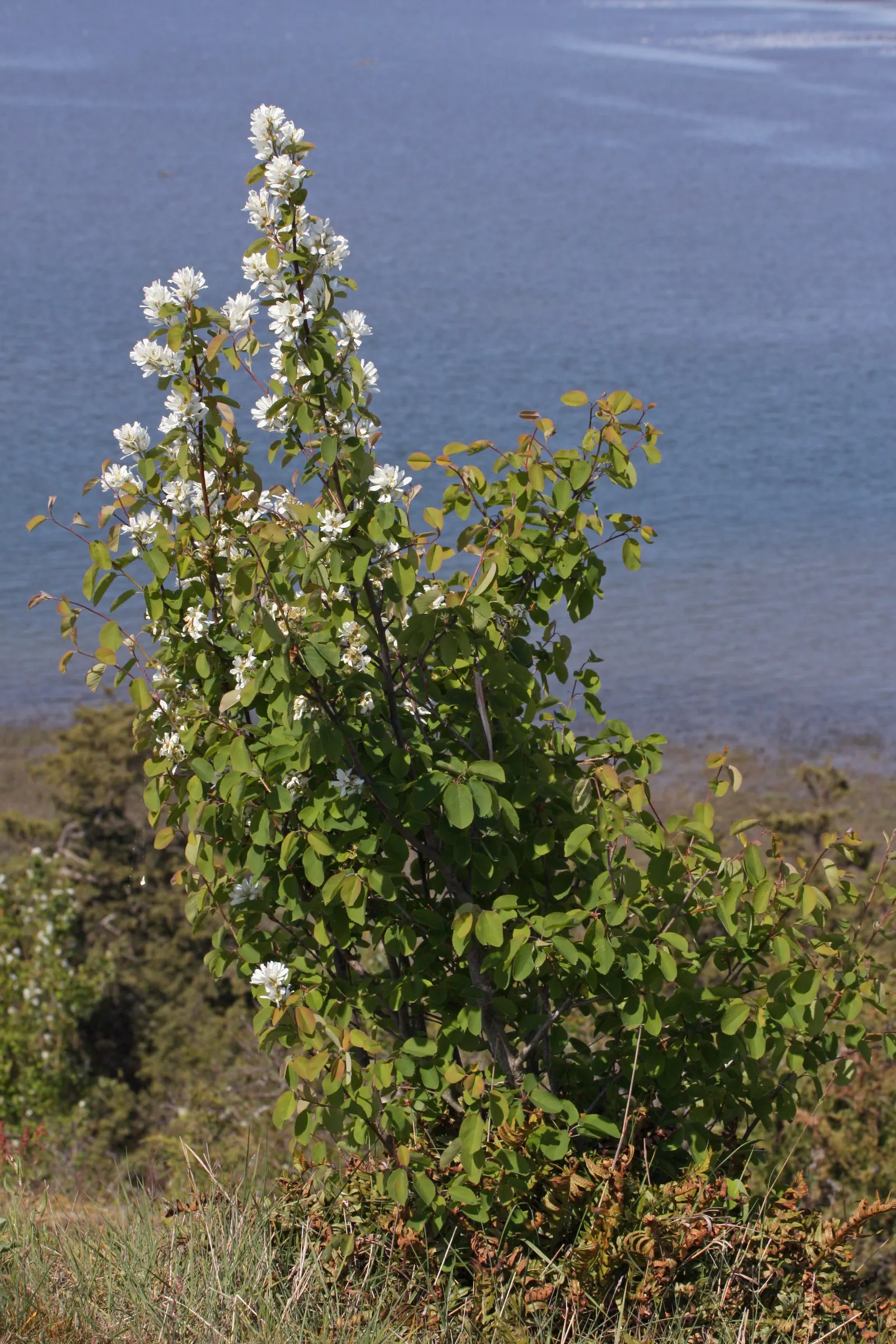 Serviceberry (Amelanchier Ssp.) — Preferring full sun to partial shade, Serviceberry adapts well to a range of soil types; reaching 6-25 feet tall, image 50