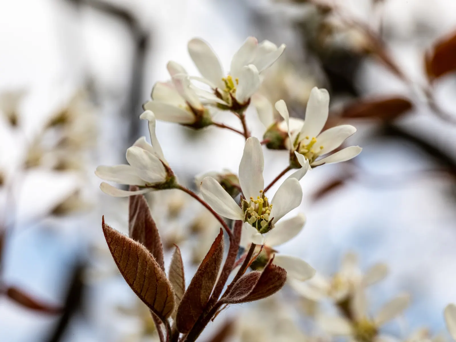 Serviceberry (Amelanchier Ssp.) — plant Serviceberries in holes twice the width of the root ball and as deep