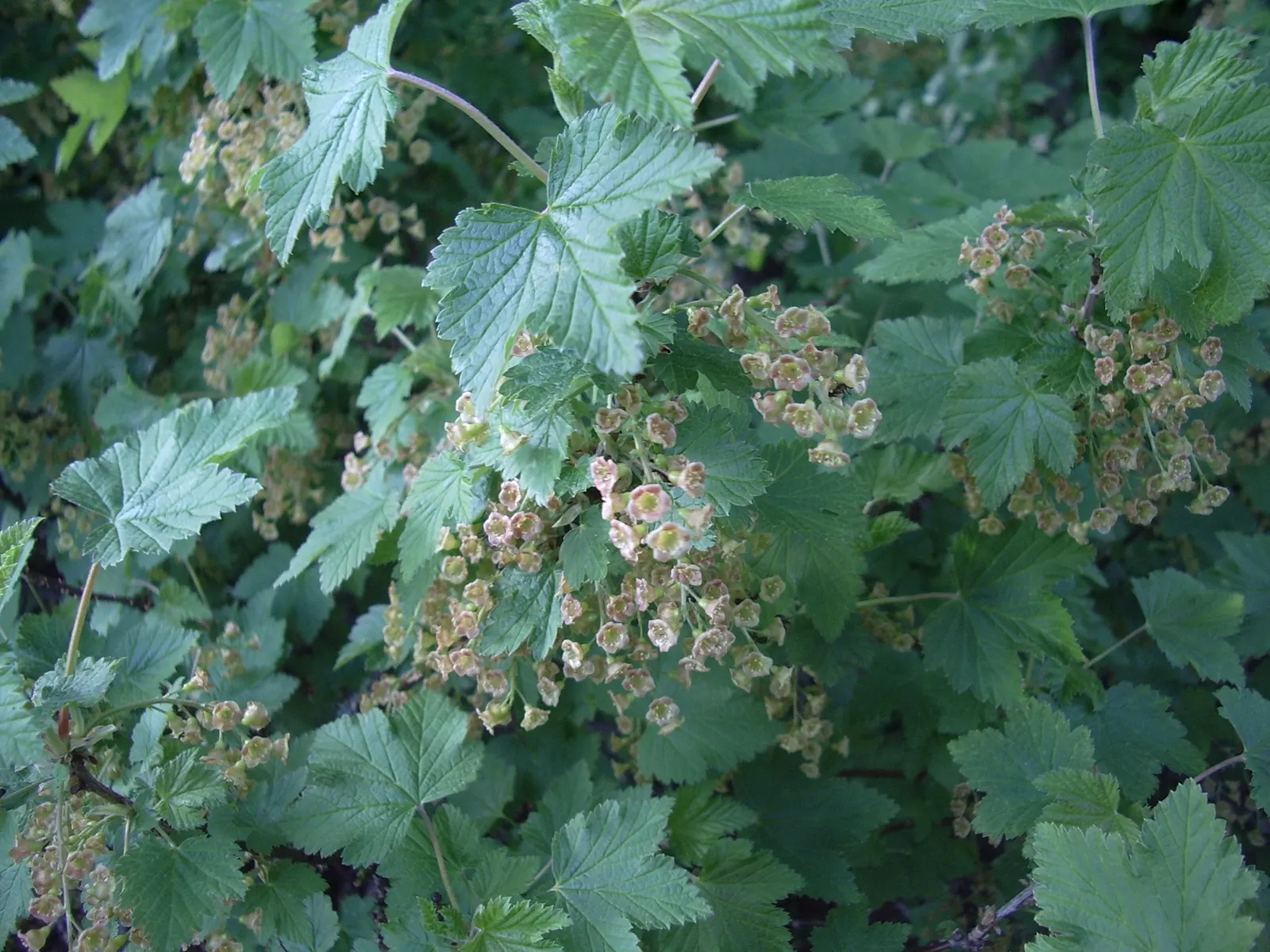 Serviceberry (Amelanchier Ssp.) — Serviceberries provide a layered look as understory plants or as focal points in small garden spaces; ensuring proper