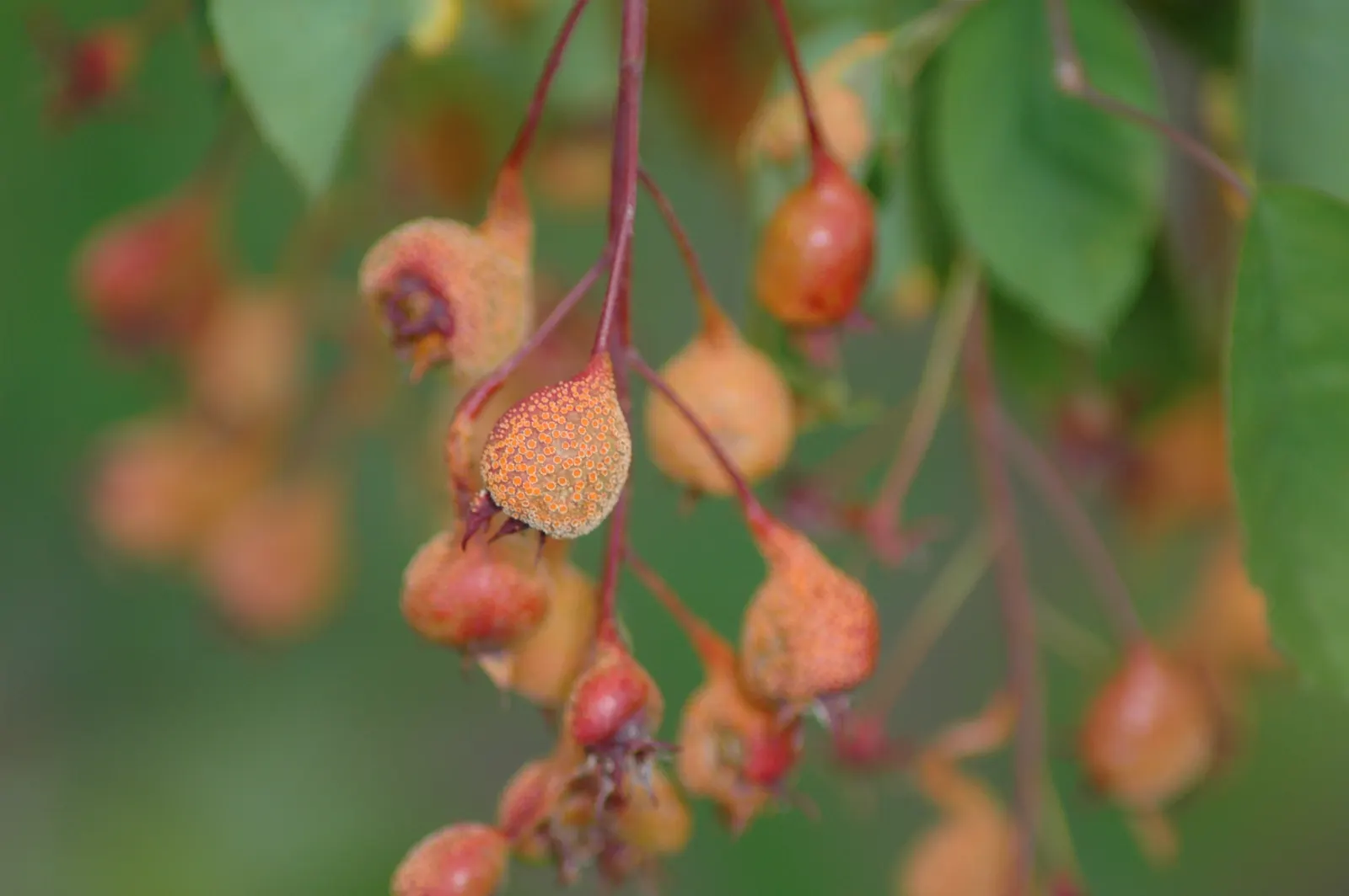 Serviceberry (Amelanchier Ssp.) — plant Serviceberries in holes twice the width of the root ball and as deep; hardy in USDA zones 2 through 9