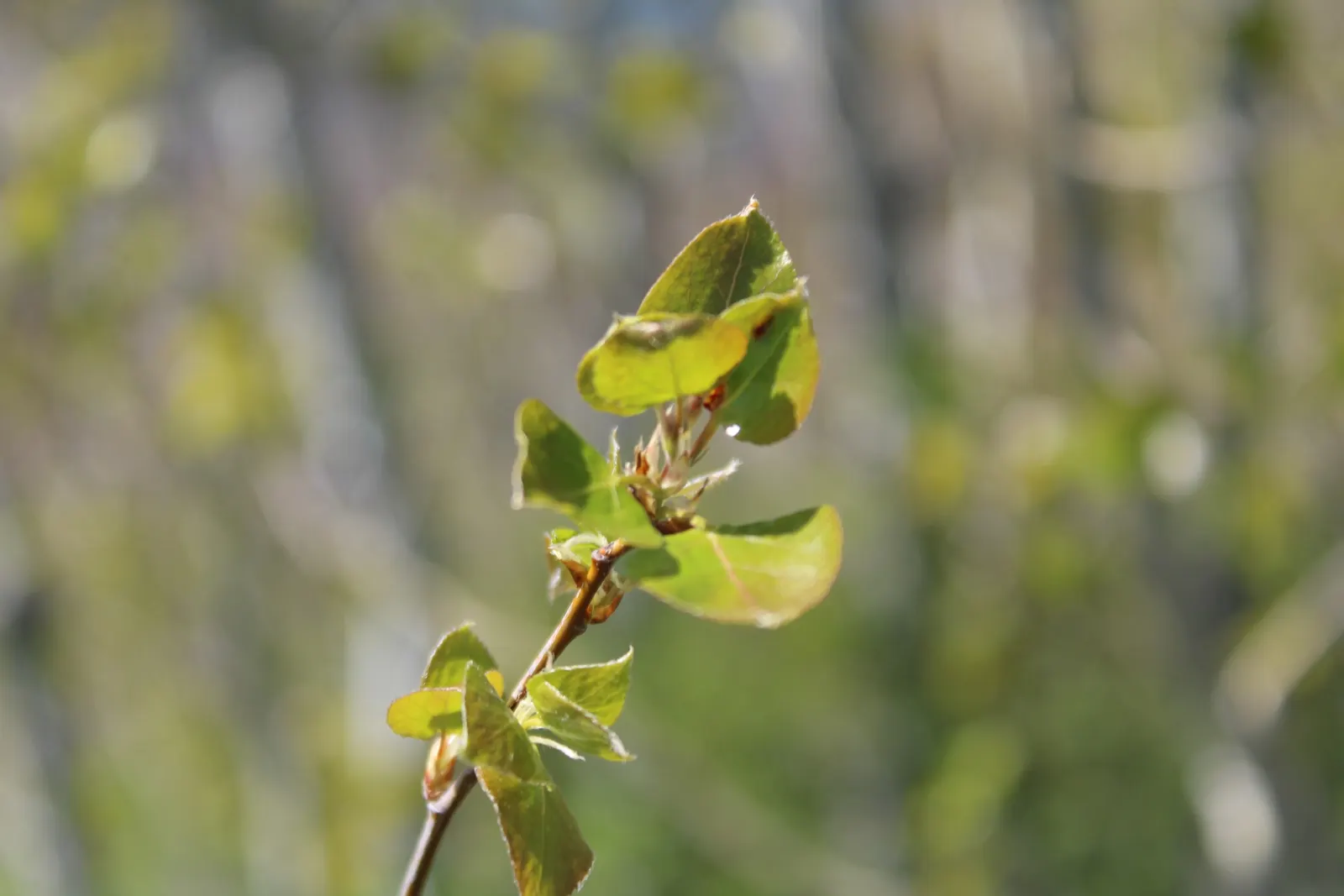 Serviceberry (Amelanchier Ssp.) — shrub / tree for full or half