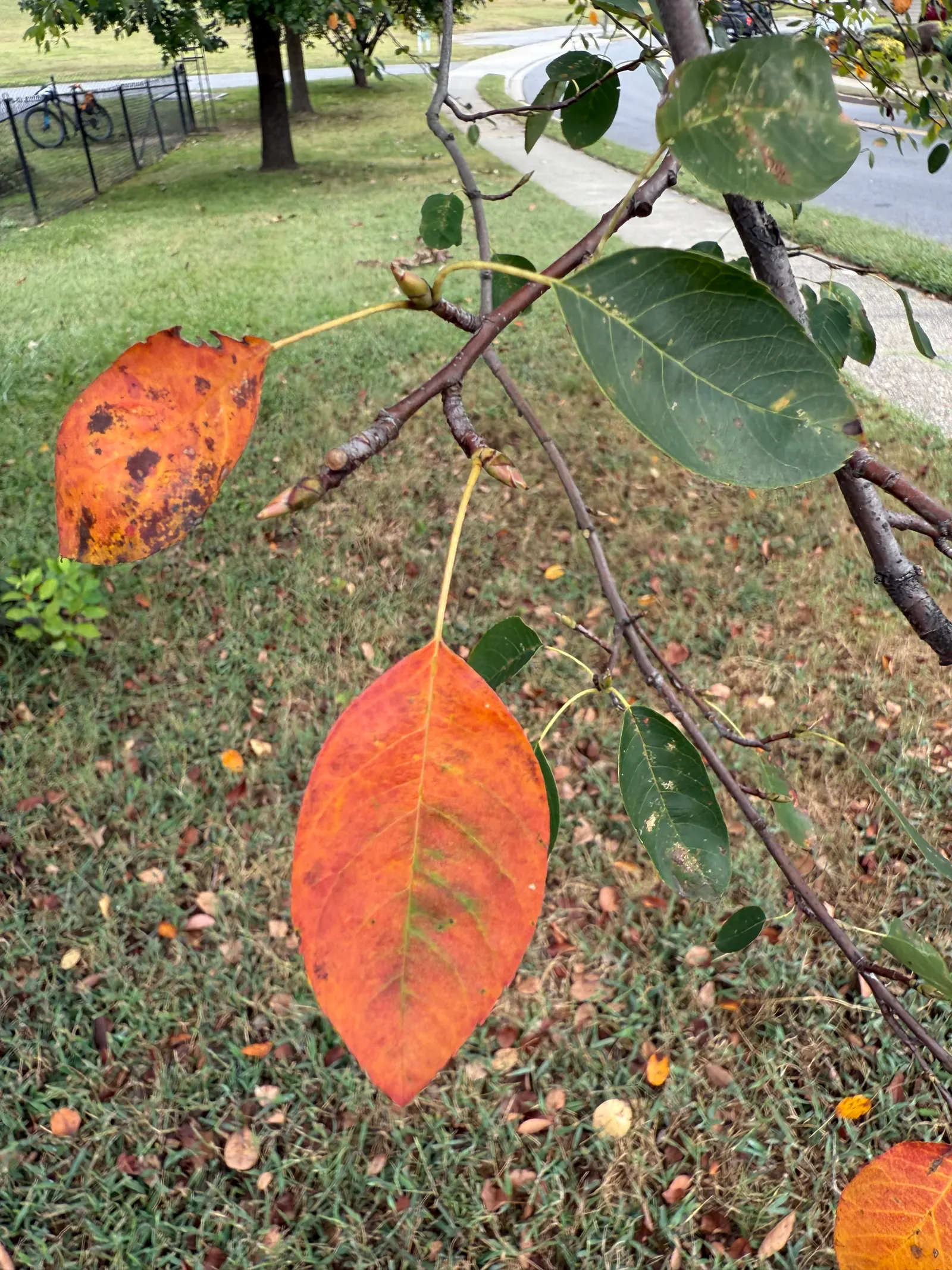 Serviceberry (Amelanchier Ssp.) — Reaching 6-25 feet tall with a similar spread; they prove to be quite drought-tolerant, image 48